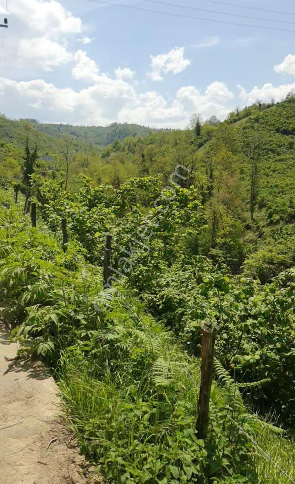 Satılık Fındık Bahçesi – Ordu / Altınordu / Yıldızlı Mahallesi - Görsel 8