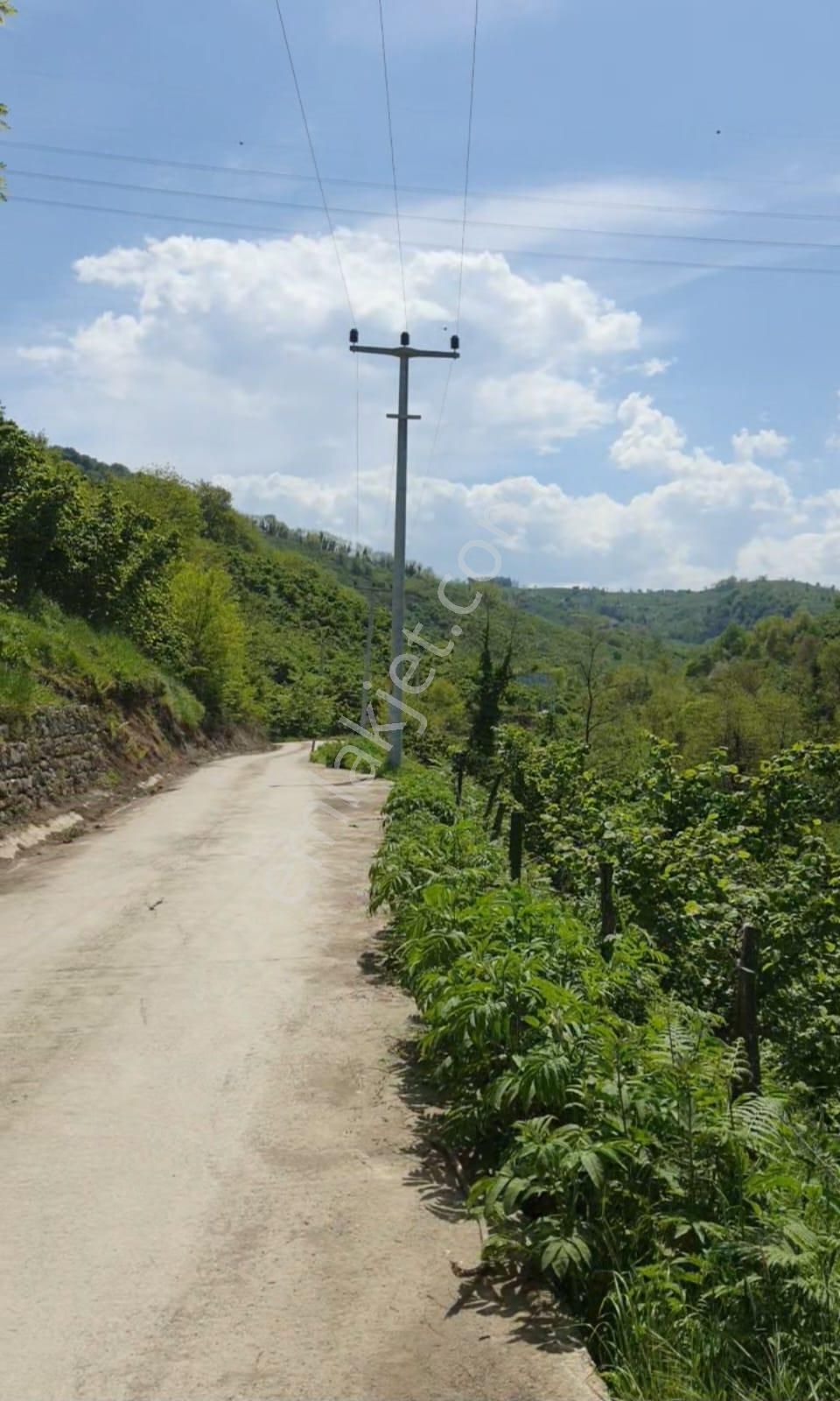 Satılık Fındık Bahçesi – Ordu / Altınordu / Yıldızlı Mahallesi - Görsel 3