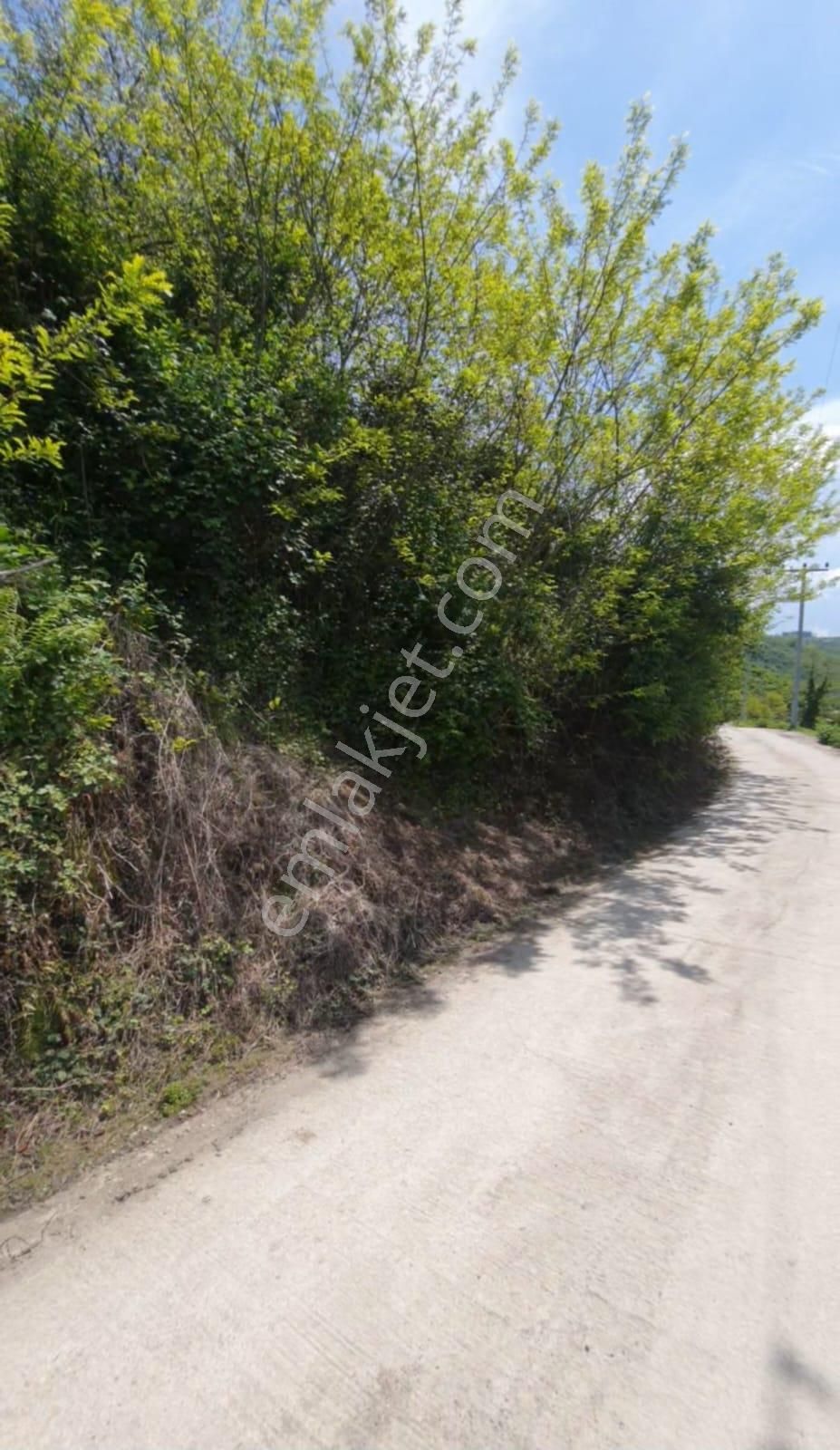 Satılık Fındık Bahçesi – Ordu / Altınordu / Yıldızlı Mahallesi - Görsel 9