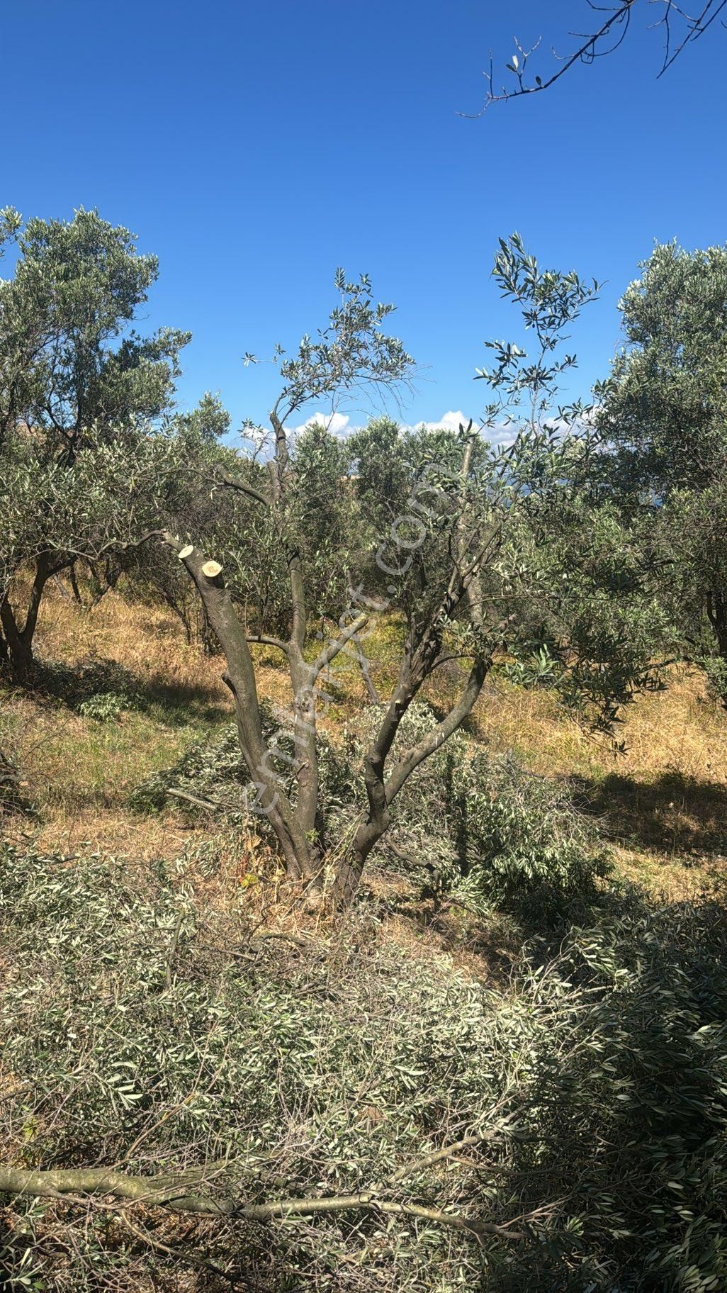 Balıkesir Bandırma Sabil Mahallesi - Görsel 2