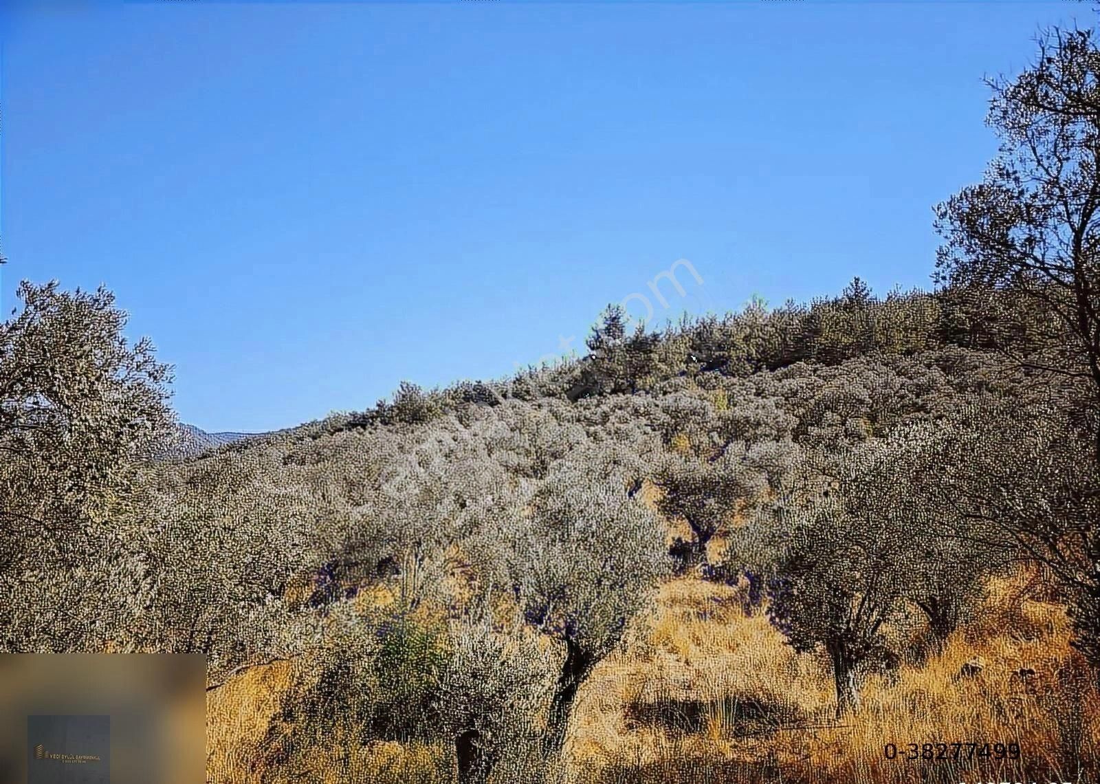 Torbalı Karakızlar Da Tek Tapu 9500 M2 Zeytinlik Emsalsiz Fiyata - Görsel 15