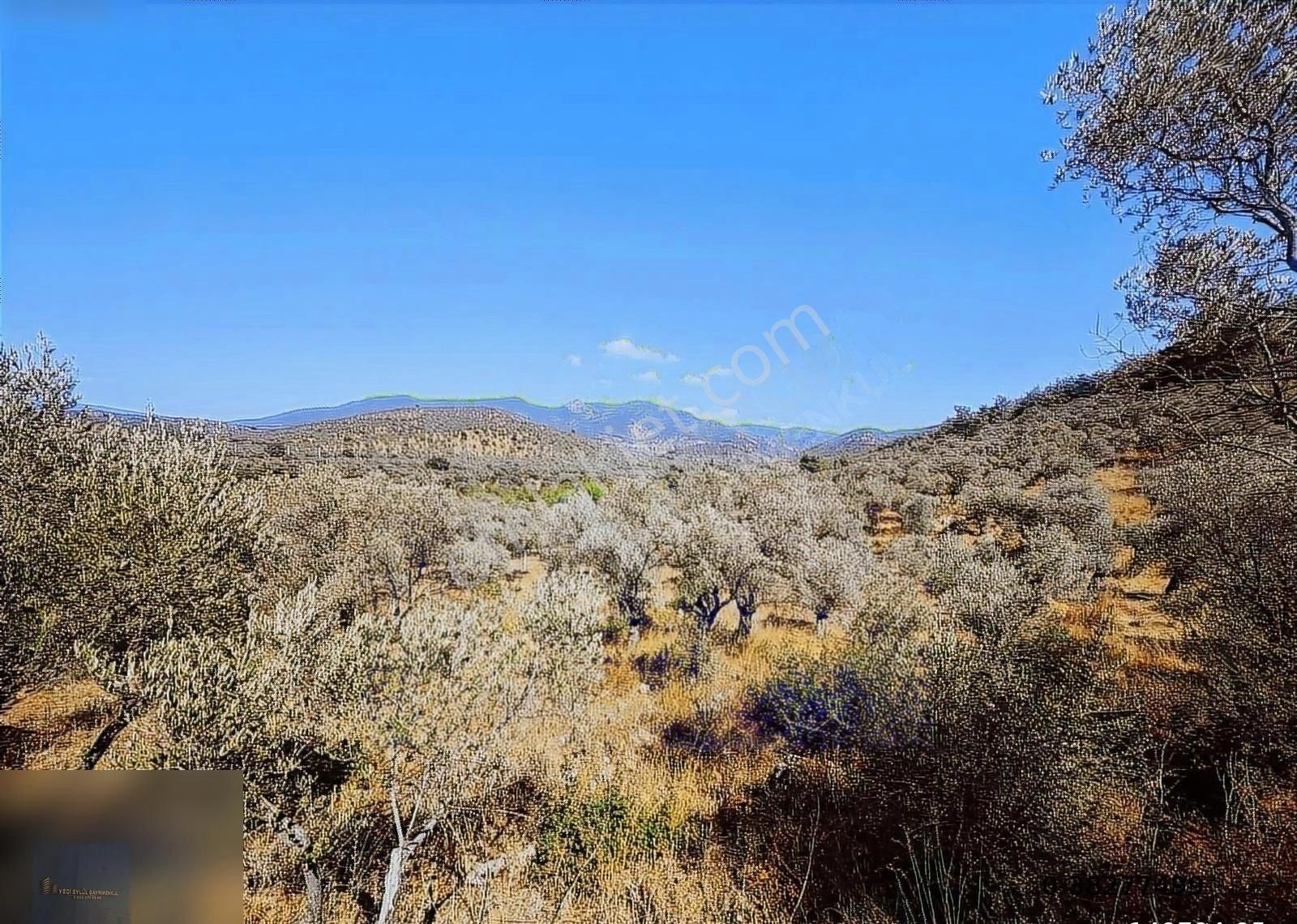 Torbalı Karakızlar Da Tek Tapu 9500 M2 Zeytinlik Emsalsiz Fiyata - Görsel 9