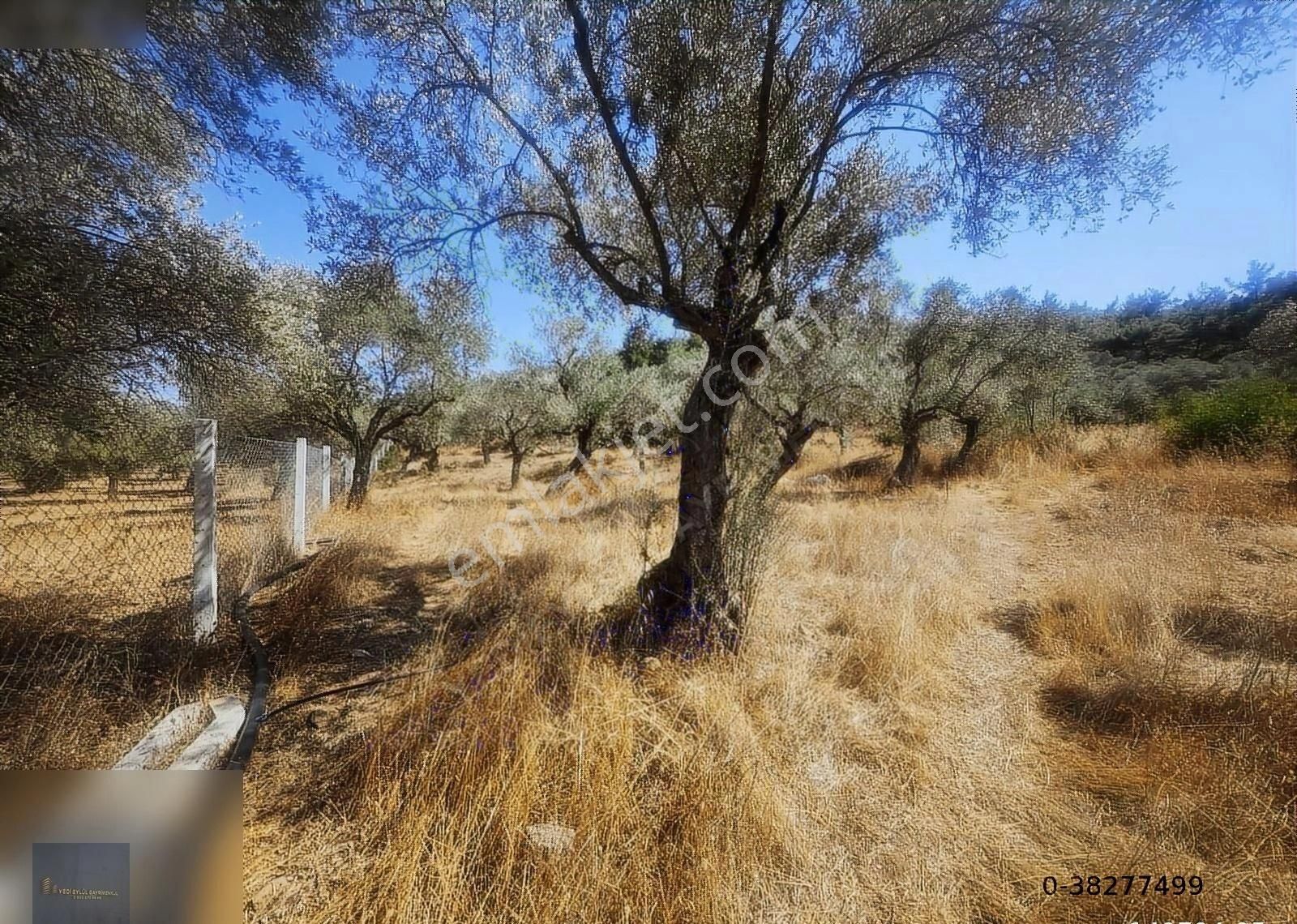 Torbalı Karakızlar Da Tek Tapu 9500 M2 Zeytinlik Emsalsiz Fiyata - Görsel 2