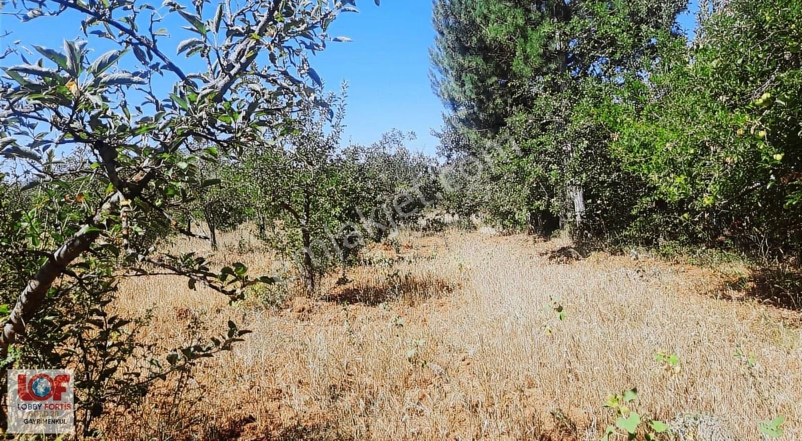 Lobby Fortis'ten Tavas Aydoğduda 2.062 M2 Satılık Elma Bahçe - Görsel 17