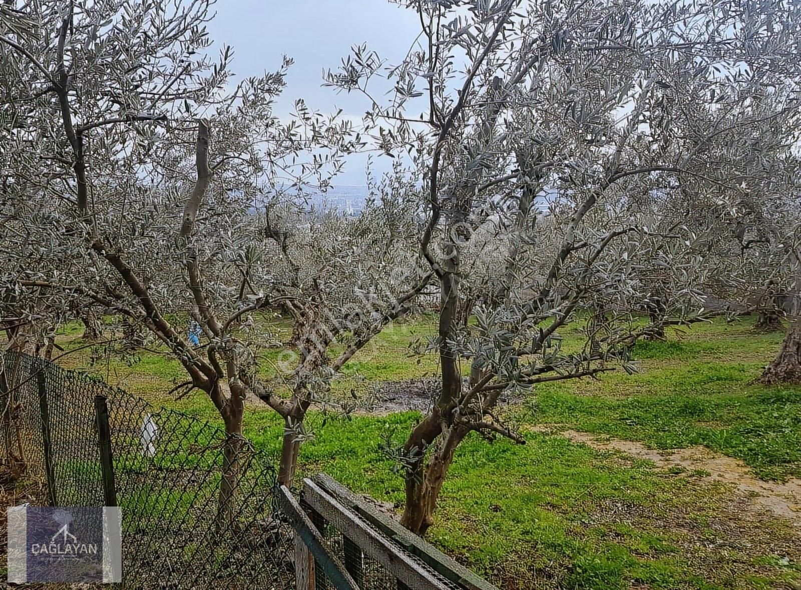 Bademli'de Mükemmel Konumda Satılık Villa Arsası - Görsel 6