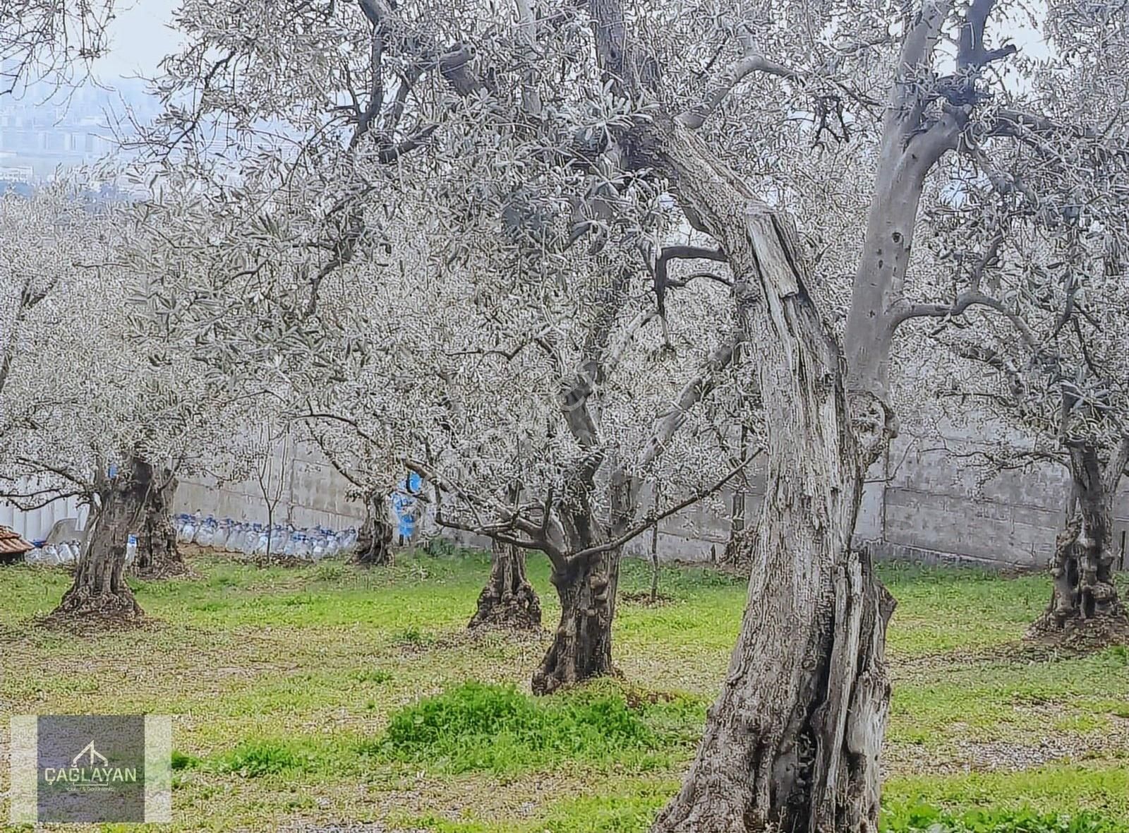 Bademli'de Mükemmel Konumda Satılık Villa Arsası - Görsel 4