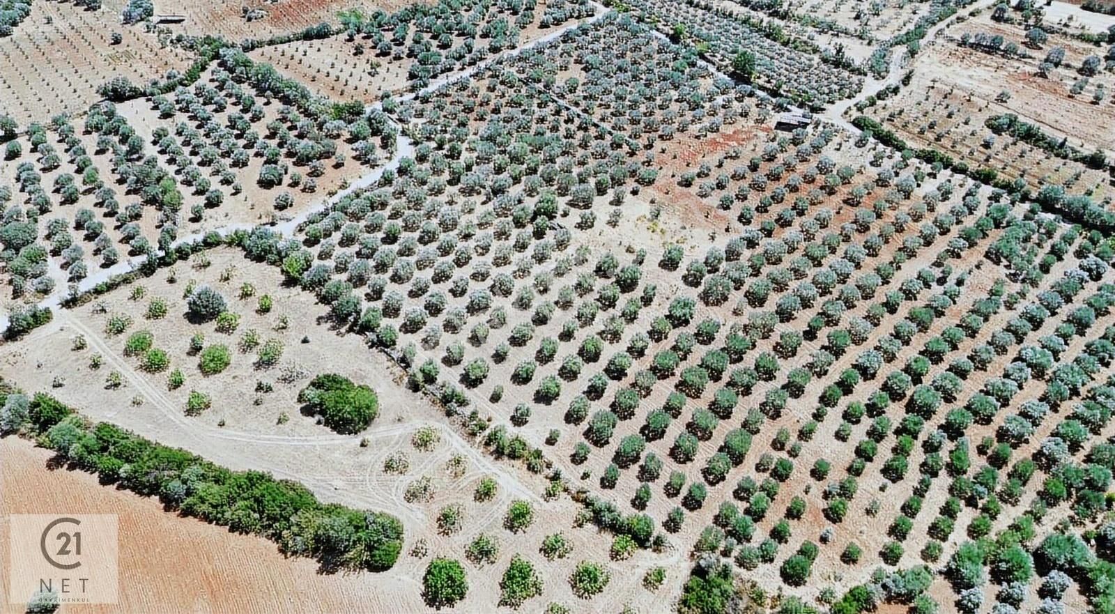Century 21 Net'ten Aydın Karacasu'da 6200 M2 Zeytinlik - Görsel 2