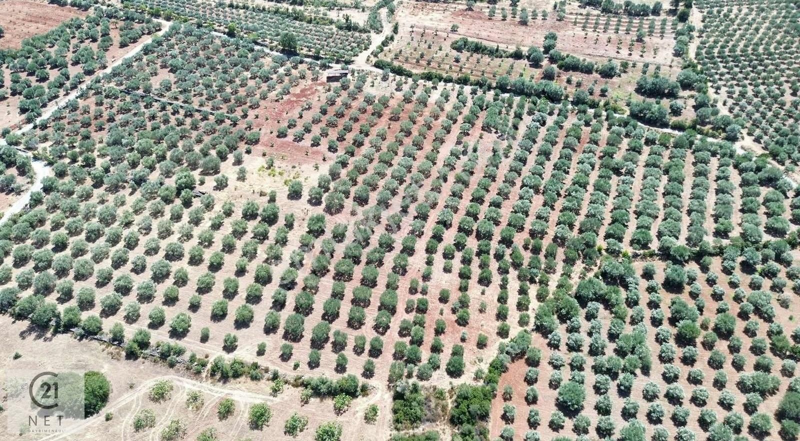 Century 21 Net'ten Aydın Karacasu'da 5800 M2 Zeytinlik - Görsel 2