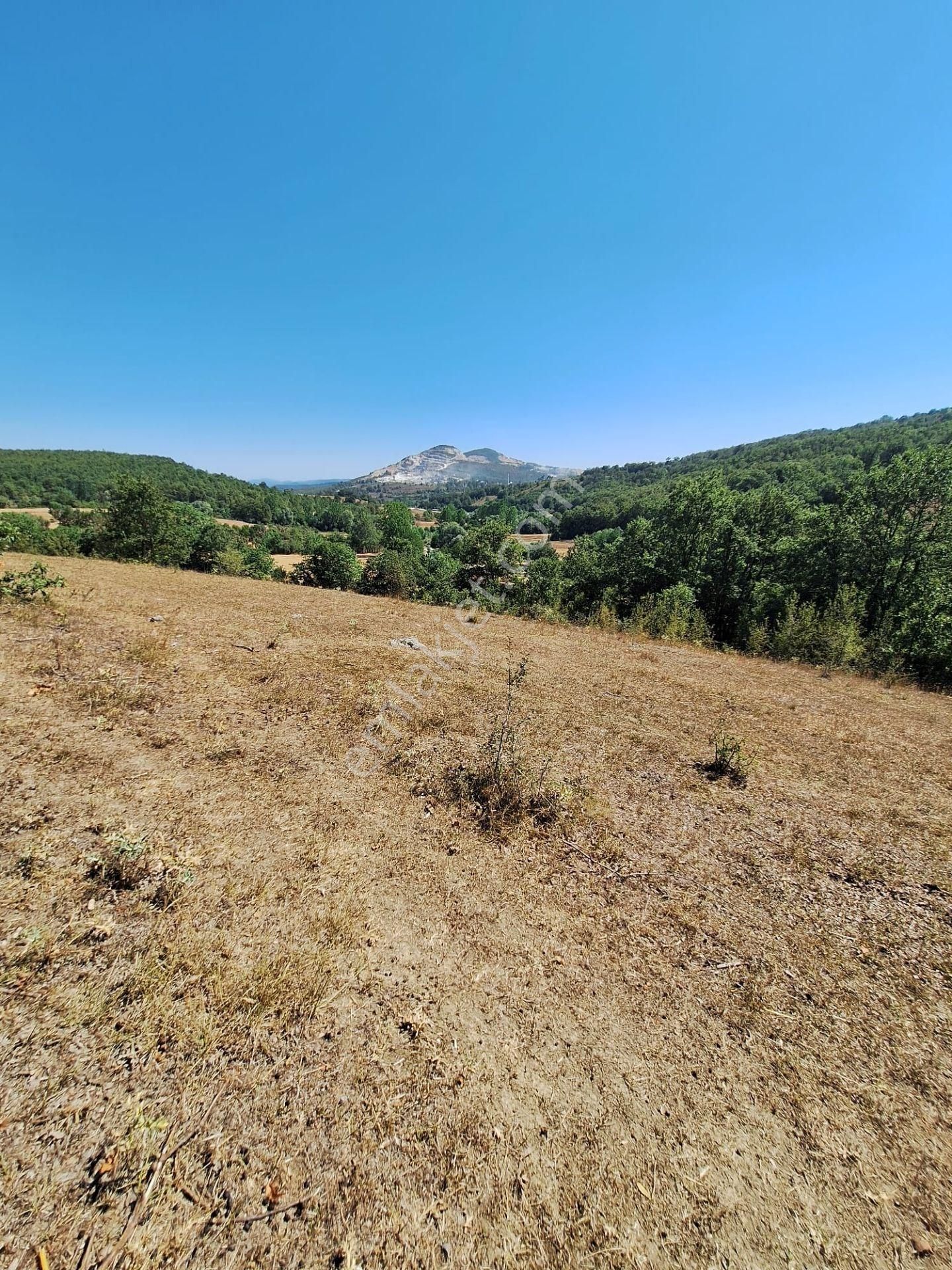 “doğayla İç İçe Yatırım Fırsatı – Kavak Merkeze 3 Km, 6541 M² Tek Tapulu Tarla” - Görsel 4