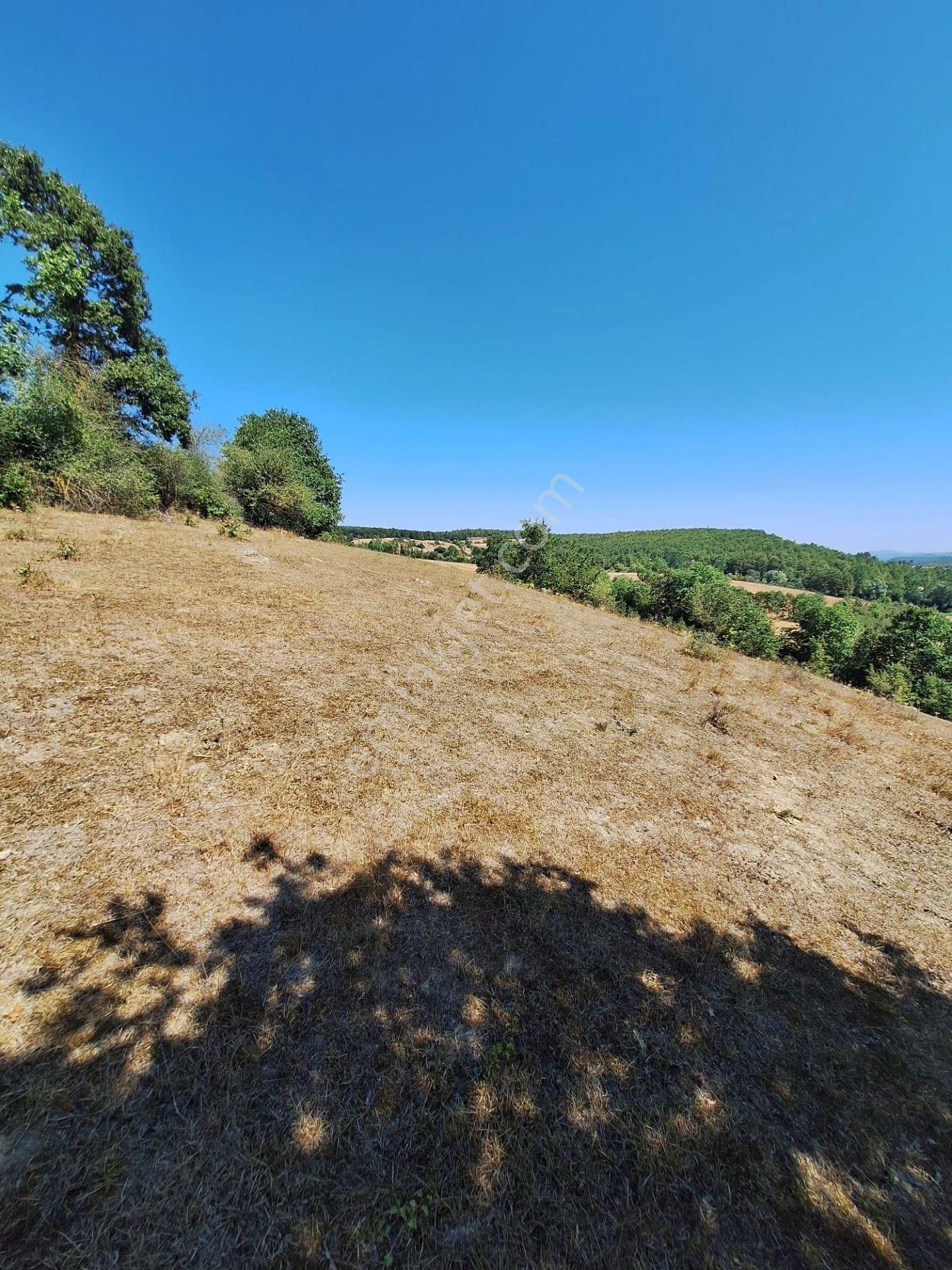 “doğayla İç İçe Yatırım Fırsatı – Kavak Merkeze 3 Km, 6541 M² Tek Tapulu Tarla”