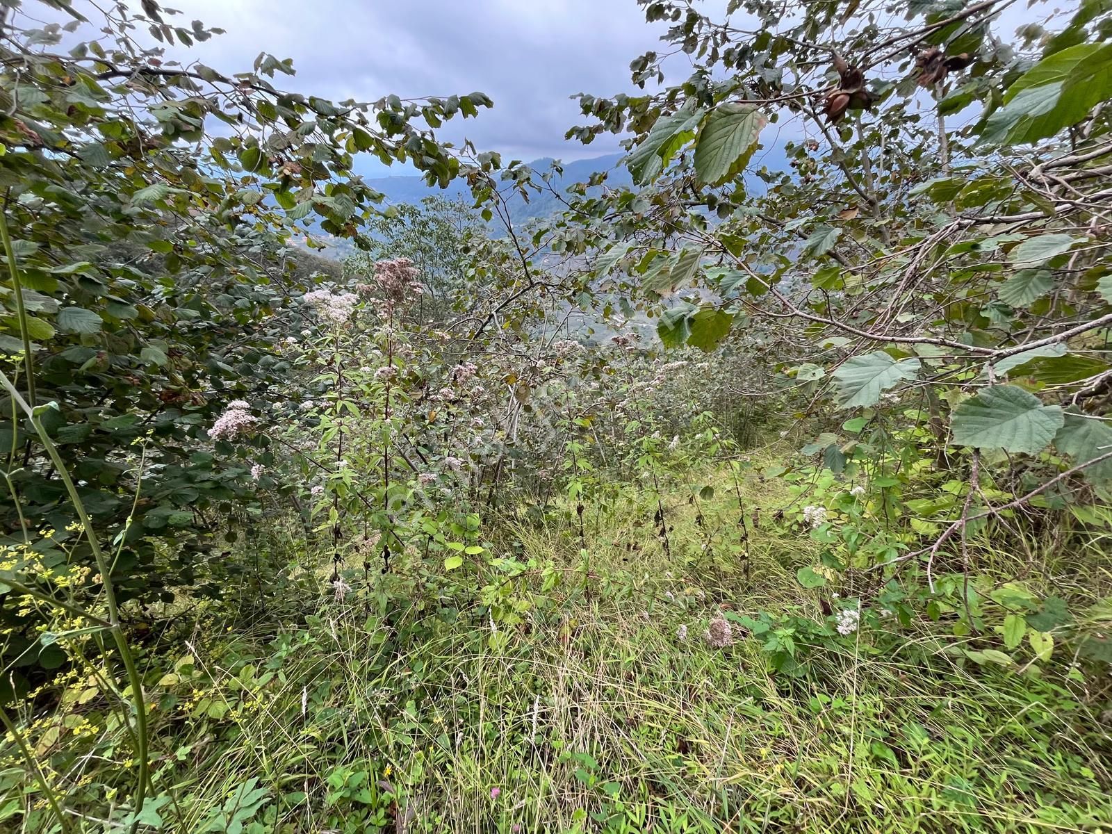 Trabzon'da Satılık Arazi - Görsel 28