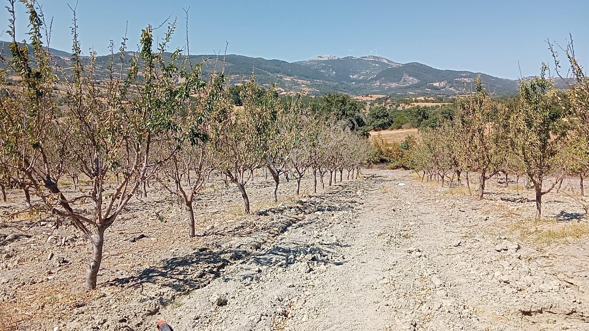 41 Dekar 1.850 Ağaçlık Marinada Ve Makako Badem Bahçesi - Görsel 5