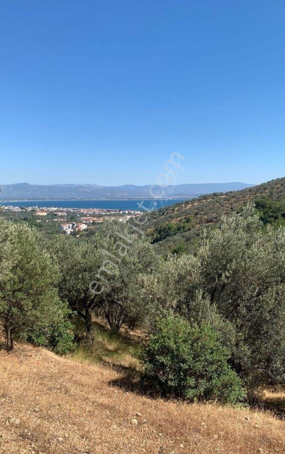 Golden Globy, Edremit Çamlıbel'de​ İmara Yakın Satılık 16,5 Dönüm Zeytinlik - Görsel 3