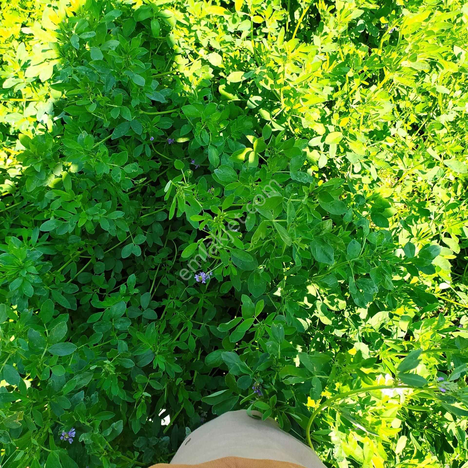 33000 M2 Tek Tapu Sulak Derin Kuyulu Elektrikli Satılık Tarla - Görsel 14