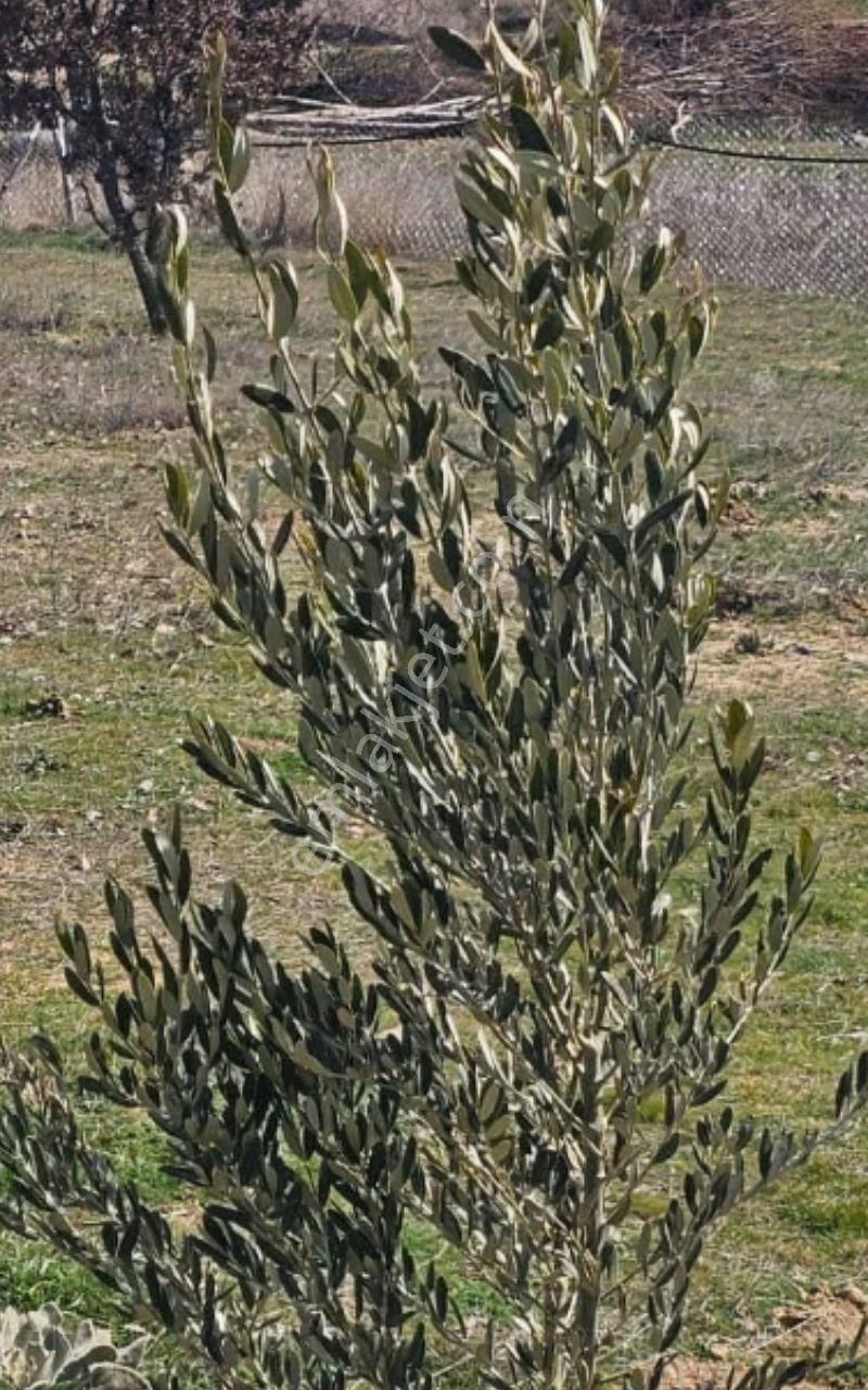 Satılık Tarla - Görsel 7