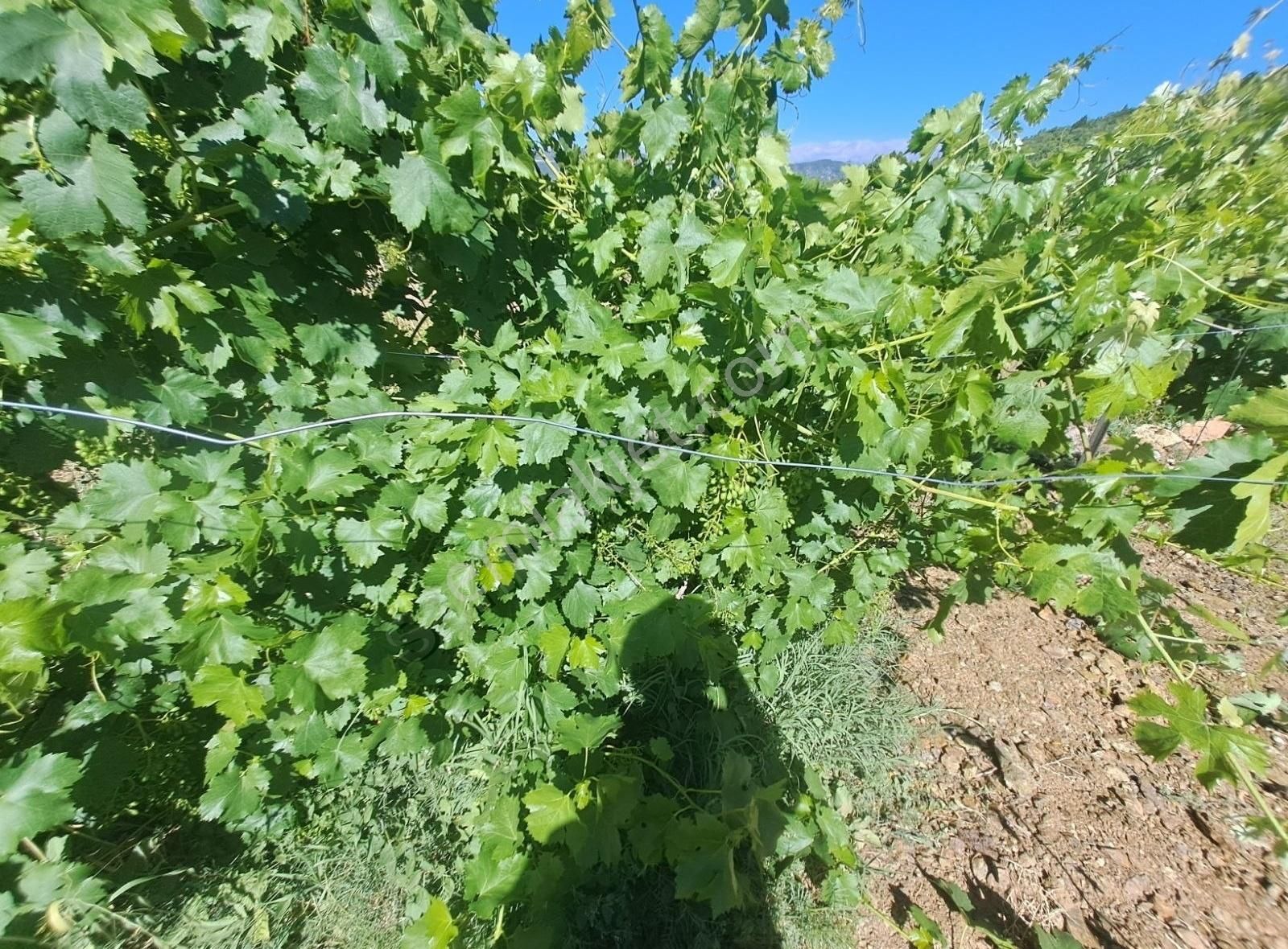 Konya Beyşehir Üzümlü De Usanmaz Emlaktan Satılık Bağ Yeri - Görsel 10