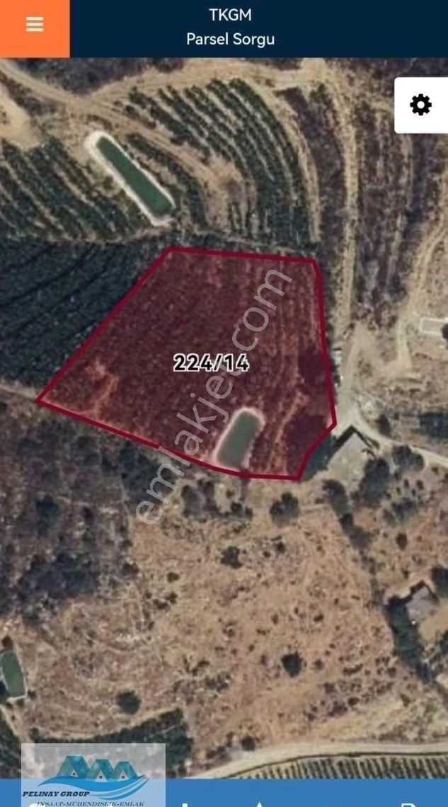 Deniz Manzaralı Avokado Bahçesi - Görsel 2