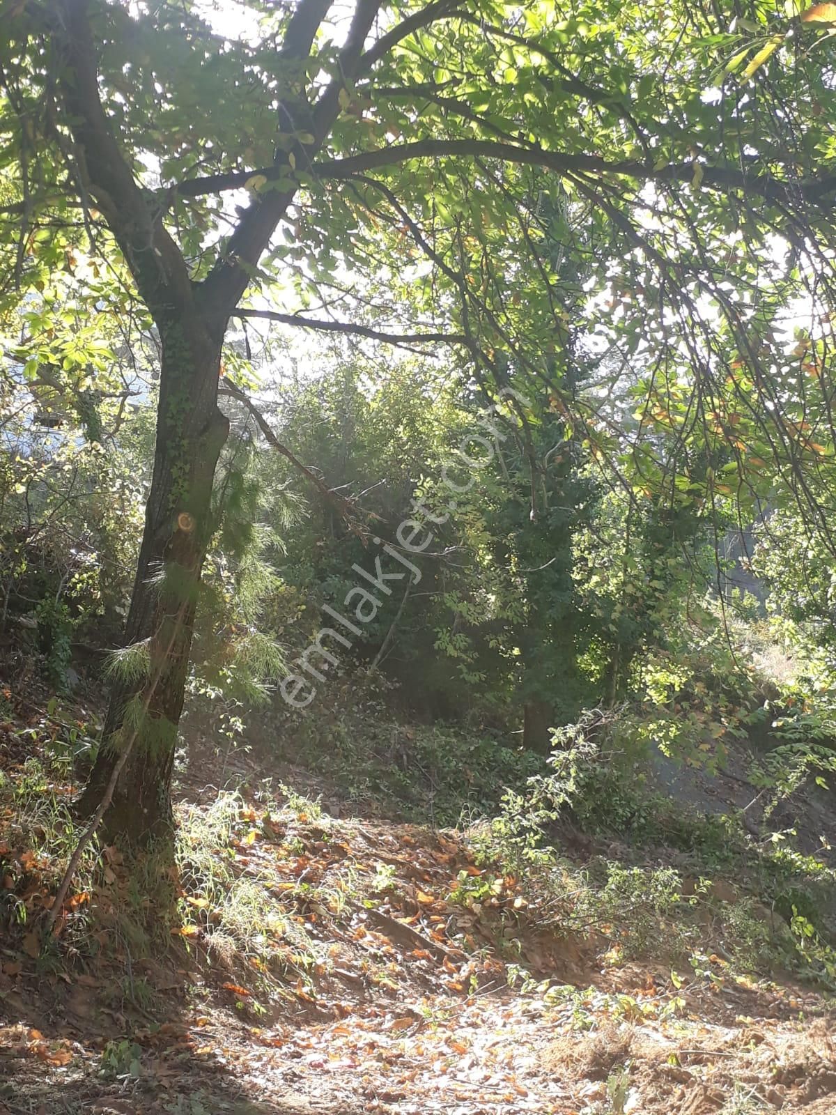 Karacasu Yaylası Kargir Evli Elma Bahçesi 865 M2 - Görsel 10