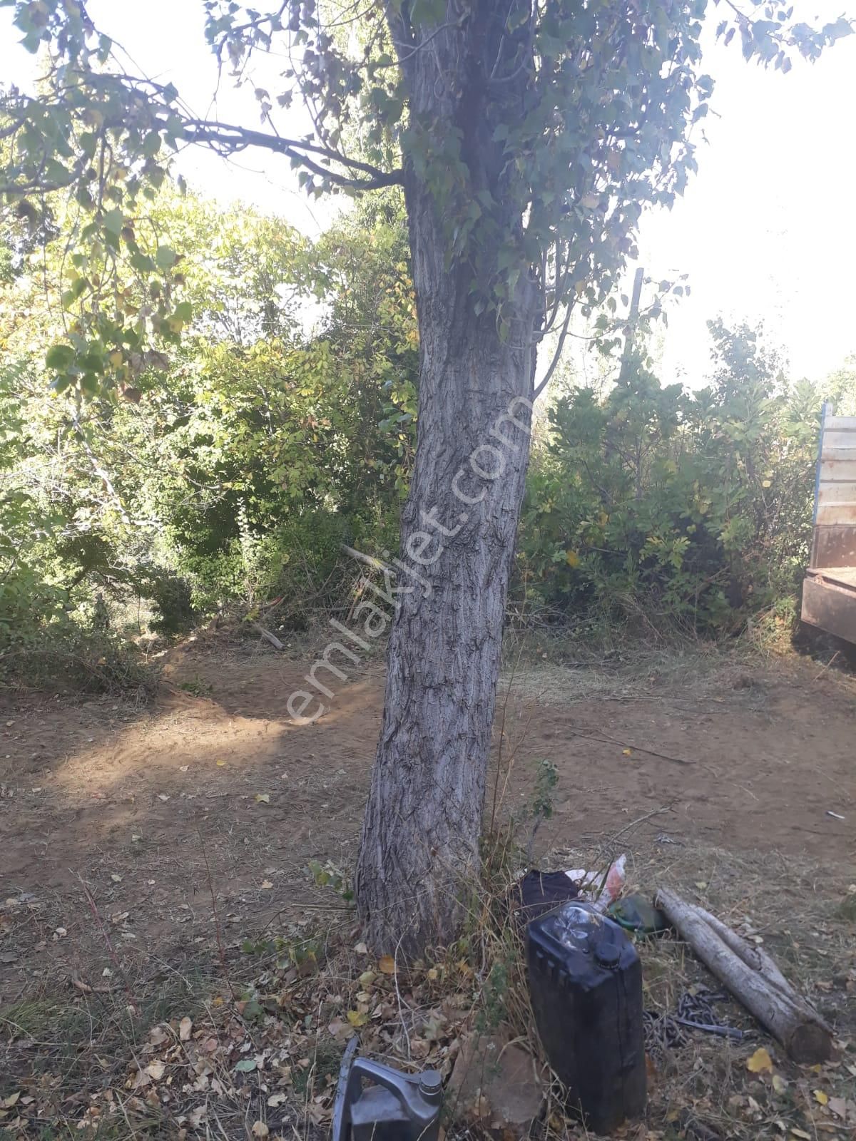 Karacasu Yaylası Kargir Evli Elma Bahçesi 865 M2 - Görsel 6