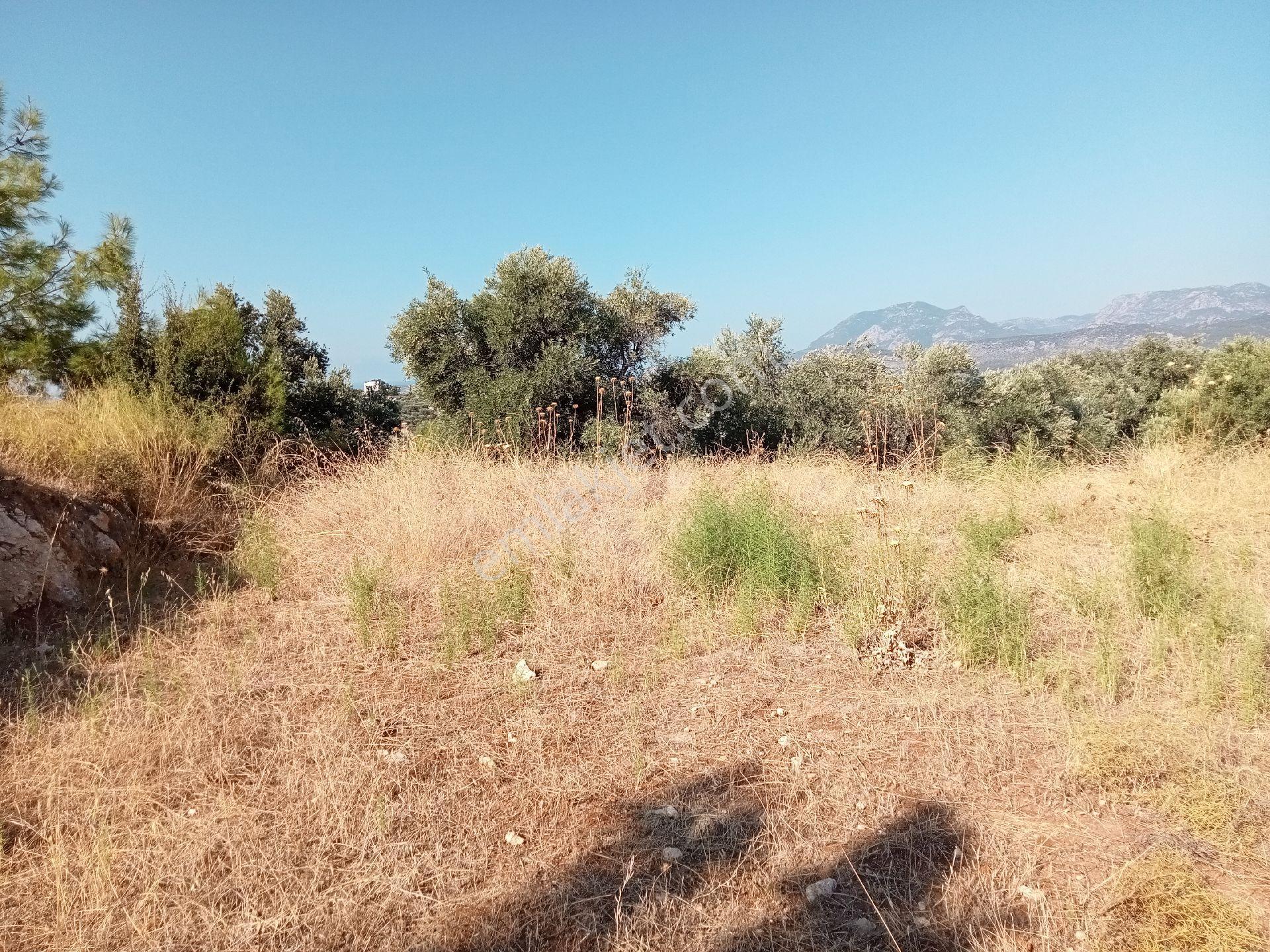 Falcon Dan Cavdir Da Fırsat 603m² Arsa - Görsel 11