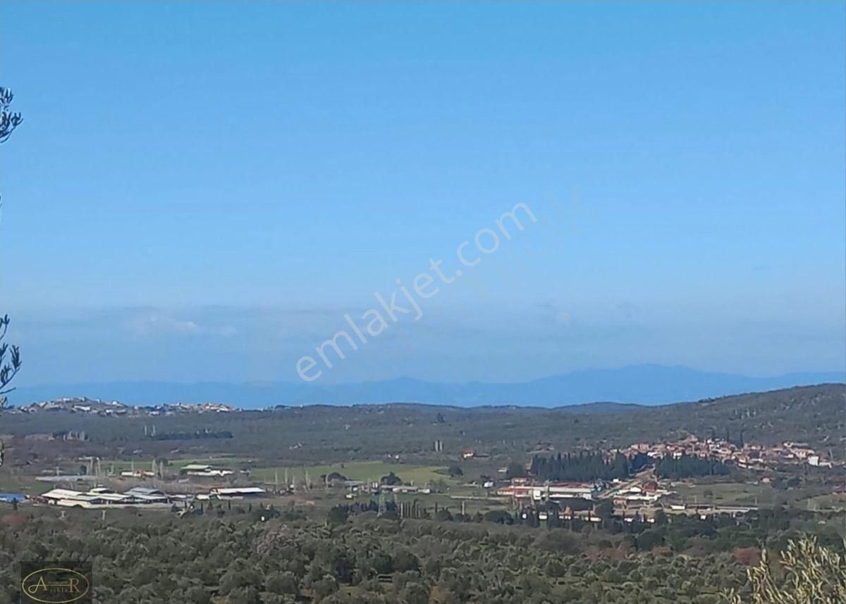 Balıkesir Burhaniye Hisar Köy Kelepir Satılık Zeytinlik