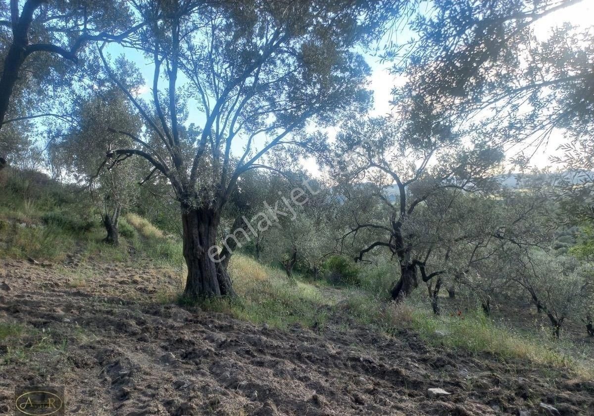 Balıkesir Burhaniye Hisar Köy Kelepir Satılık Zeytinlik - Görsel 18