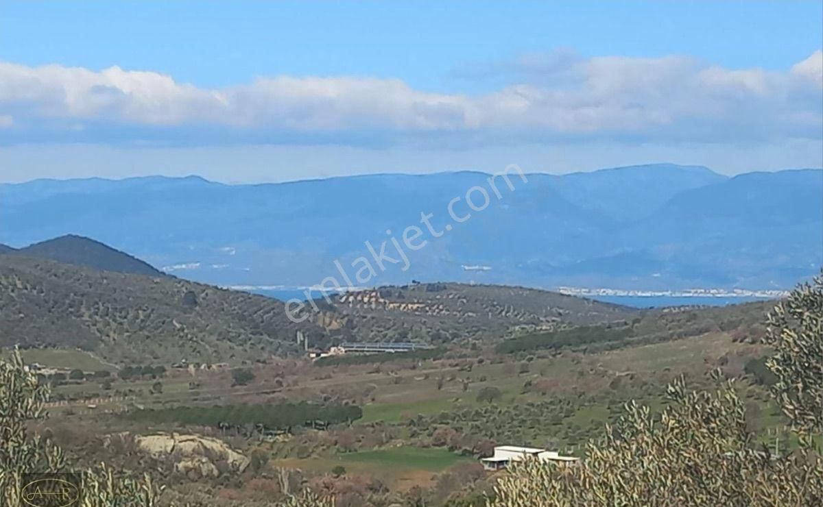 Balıkesir Burhaniye Hisar Köy Kelepir Satılık Zeytinlik - Görsel 2