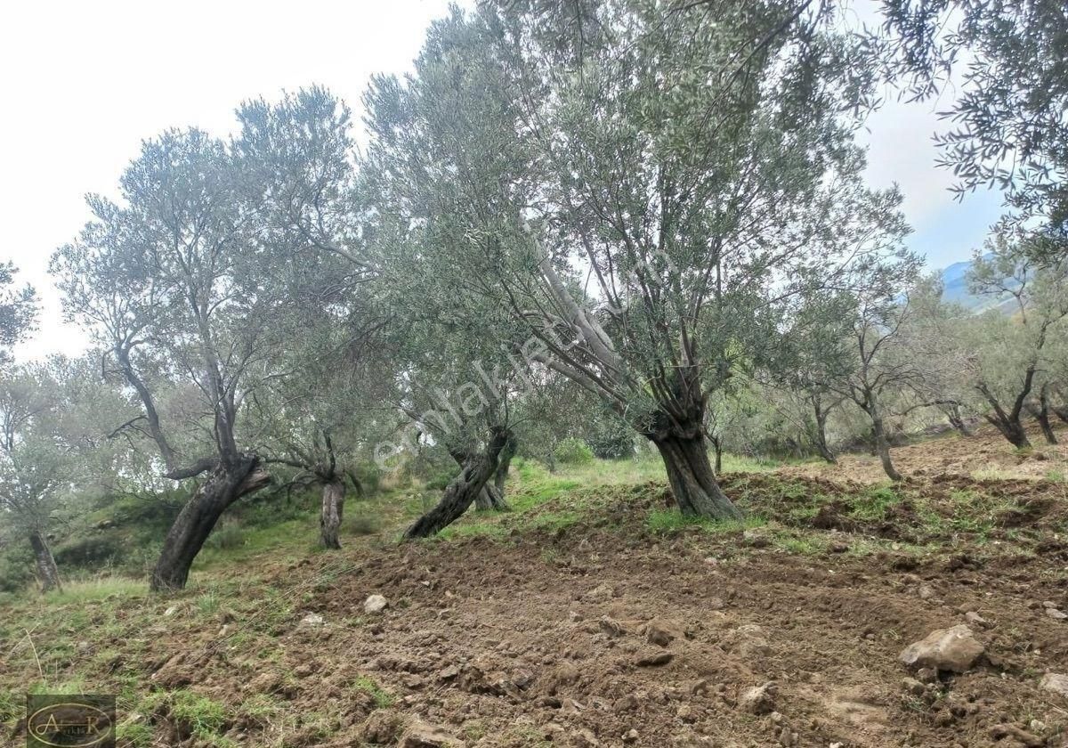 Balıkesir Burhaniye Hisar Köy Kelepir Satılık Zeytinlik - Görsel 8