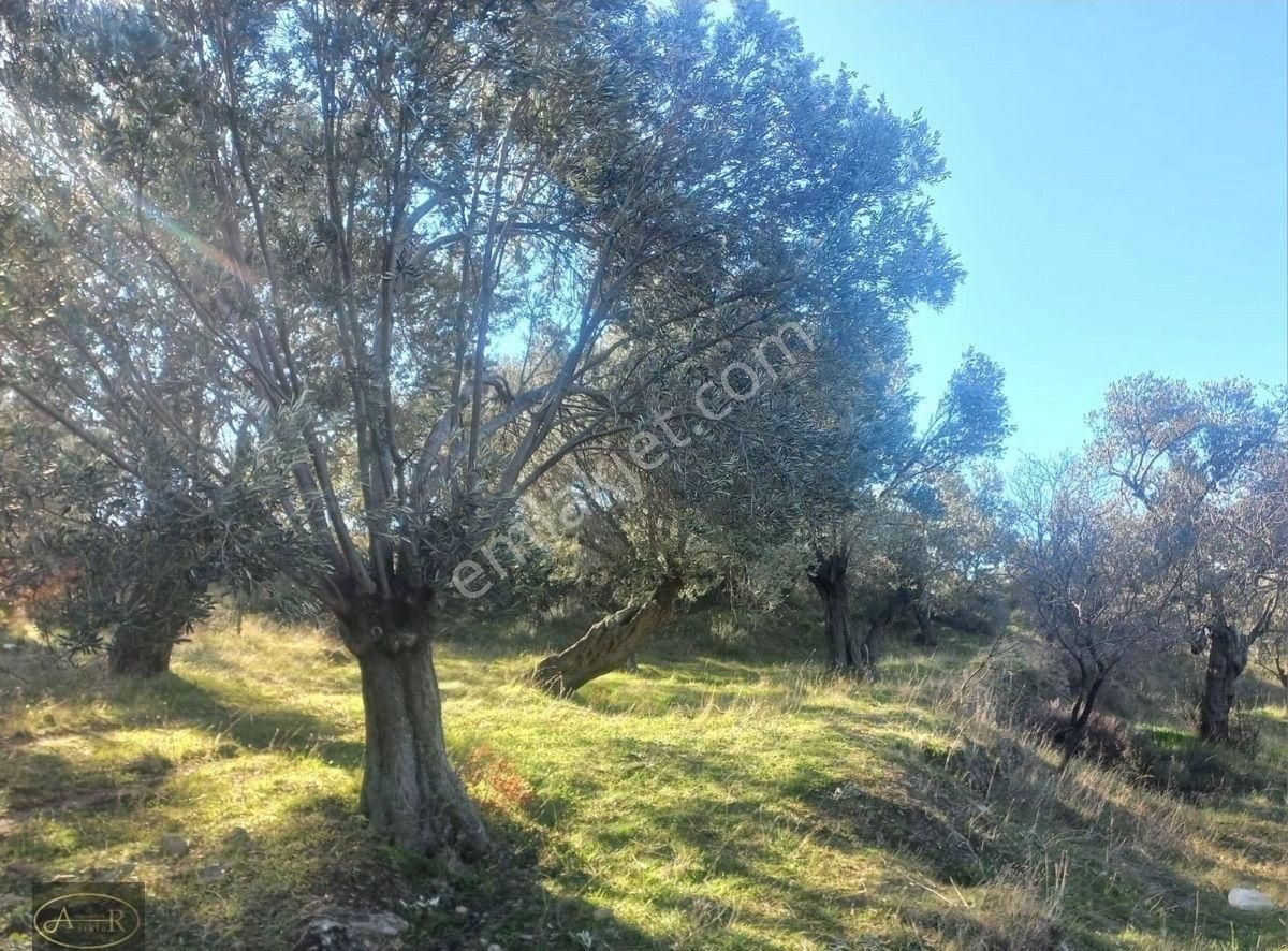 Balıkesir Burhaniye Hisar Köy Kelepir Satılık Zeytinlik - Görsel 15