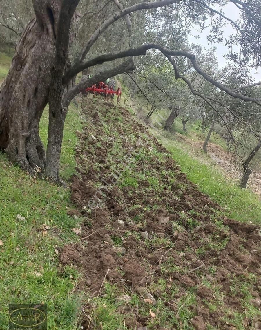 Balıkesir Burhaniye Hisar Köy Kelepir Satılık Zeytinlik - Görsel 4
