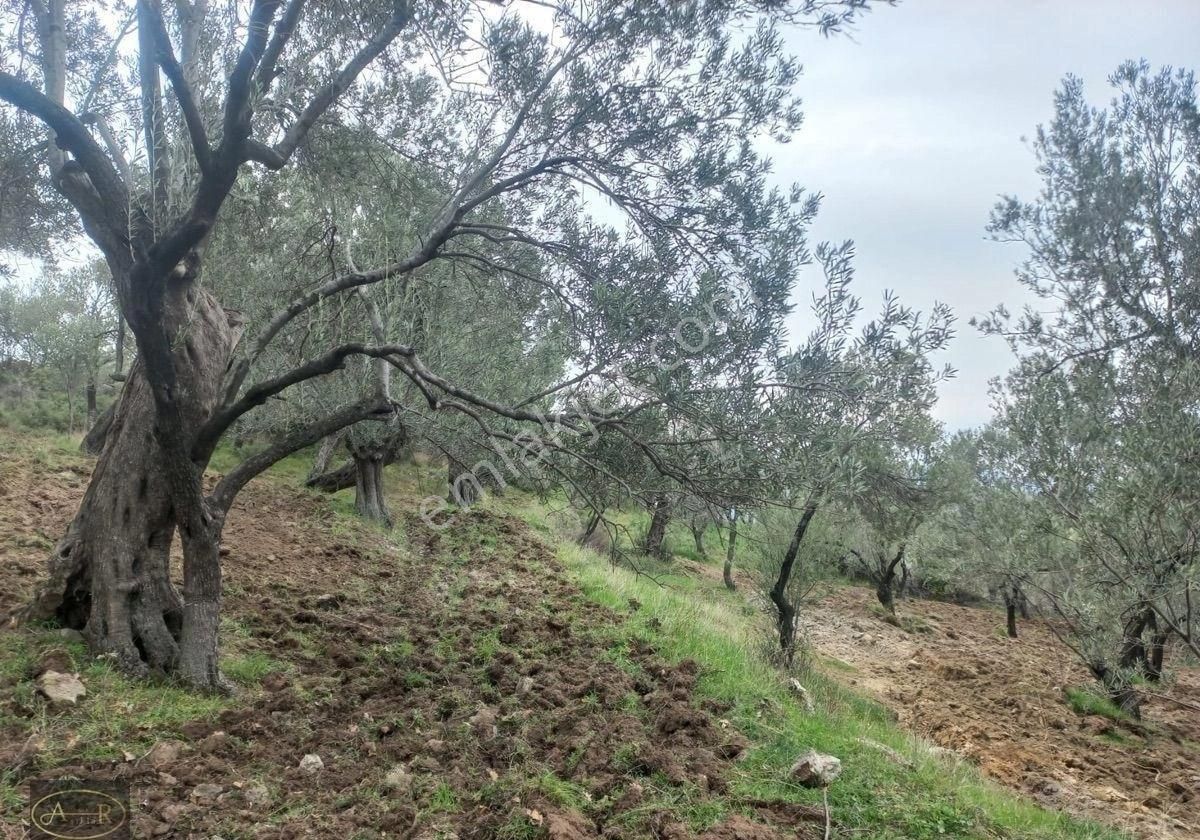 Balıkesir Burhaniye Hisar Köy Kelepir Satılık Zeytinlik - Görsel 14