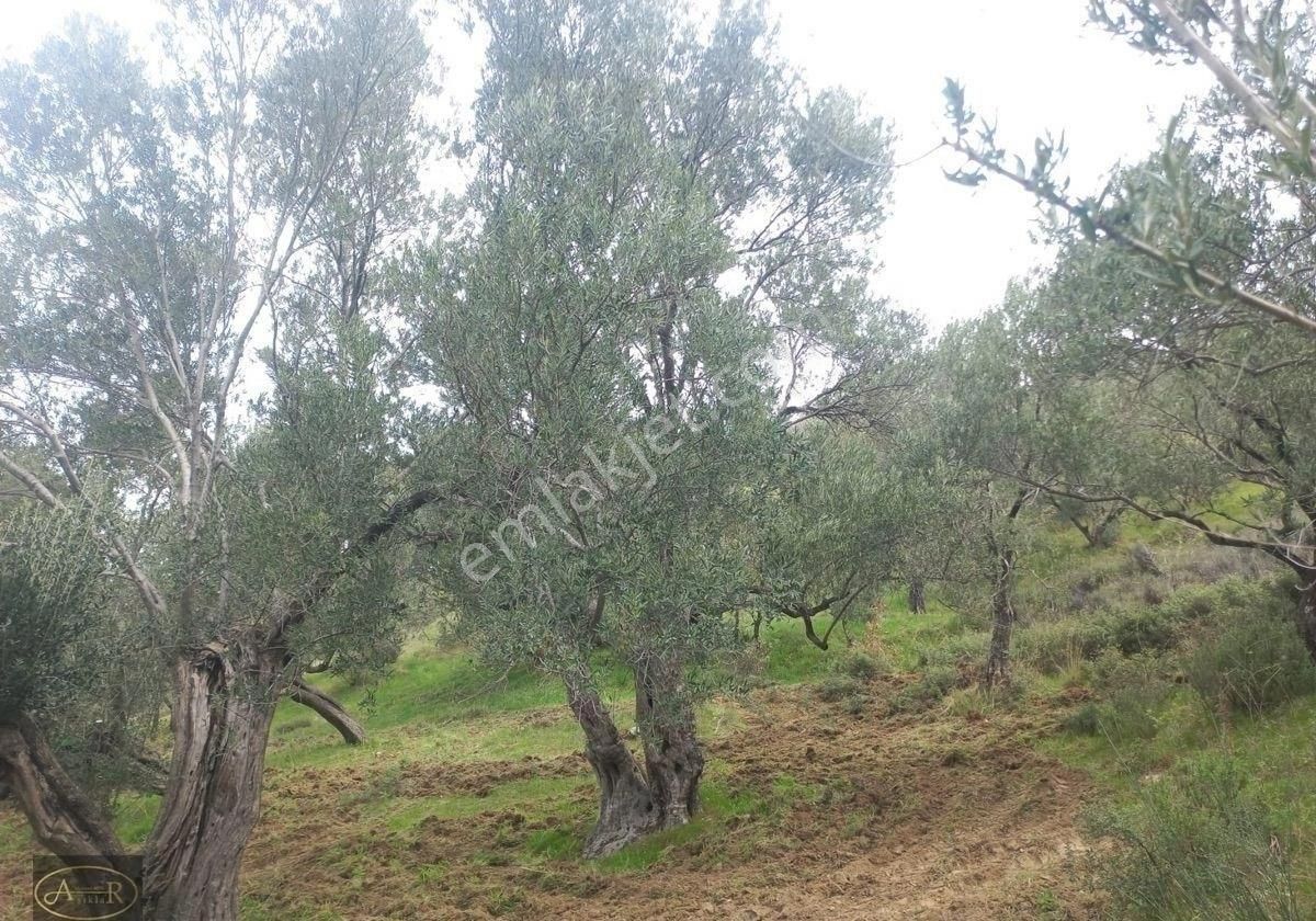 Balıkesir Burhaniye Hisar Köy Kelepir Satılık Zeytinlik - Görsel 13