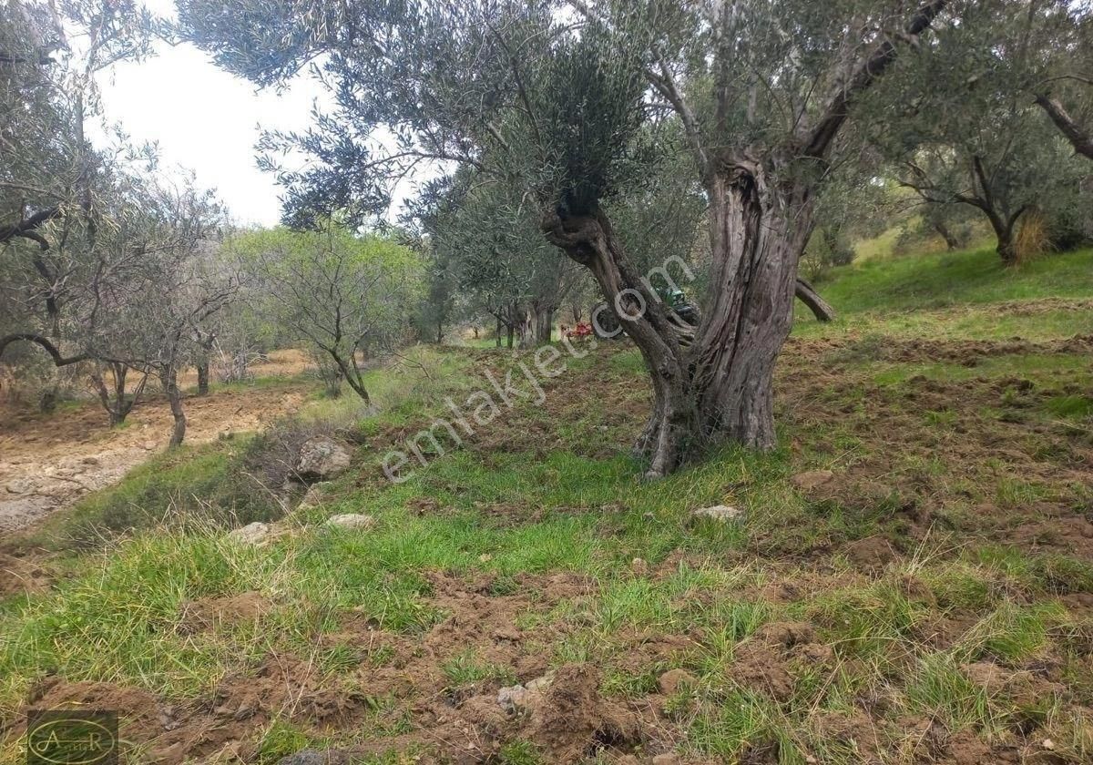 Balıkesir Burhaniye Hisar Köy Kelepir Satılık Zeytinlik - Görsel 16