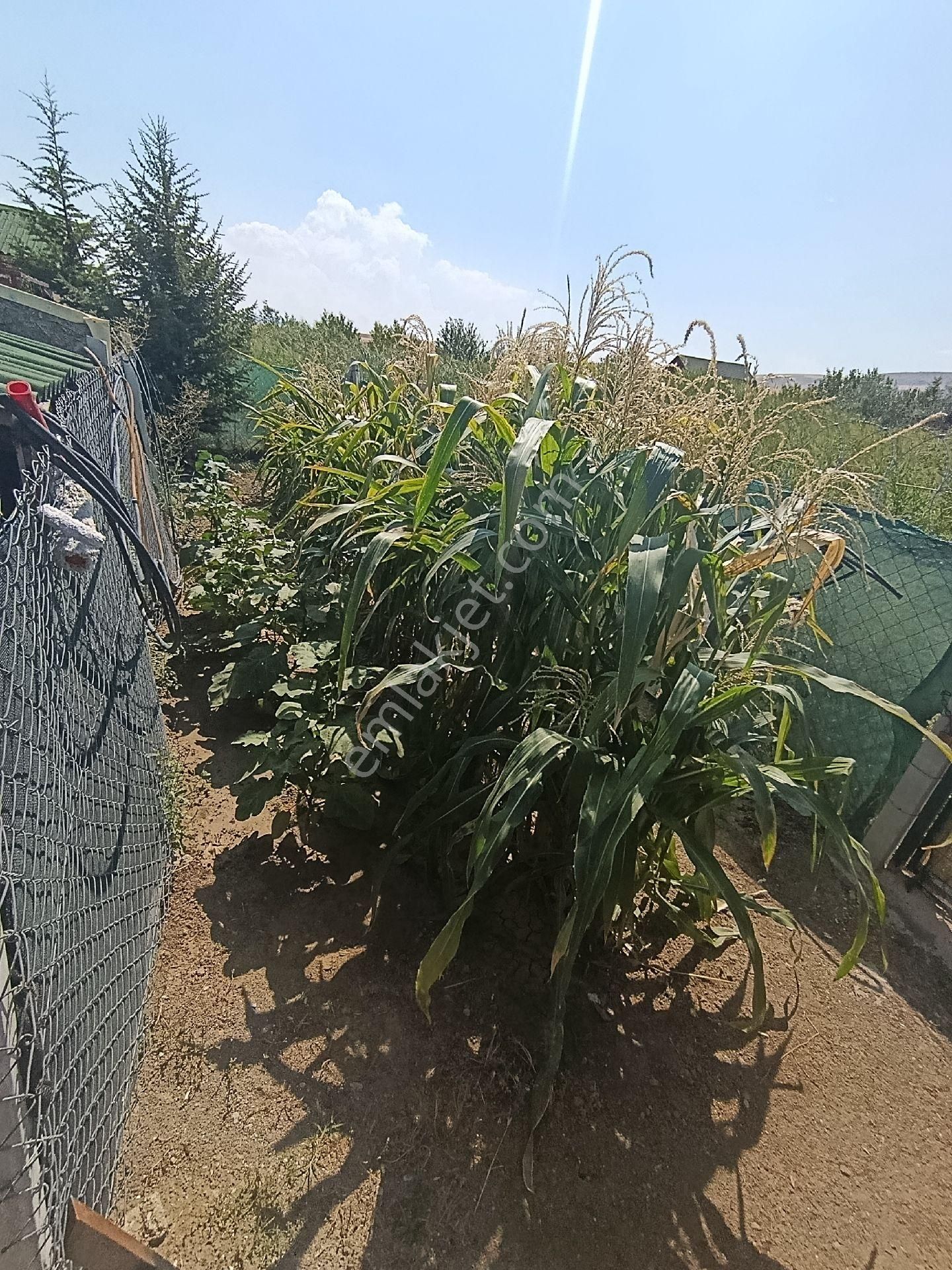 Güdül Güneycede Yapılı Masrafsız Acil Villa Fırsat 508 M2 Arsalı - Görsel 16