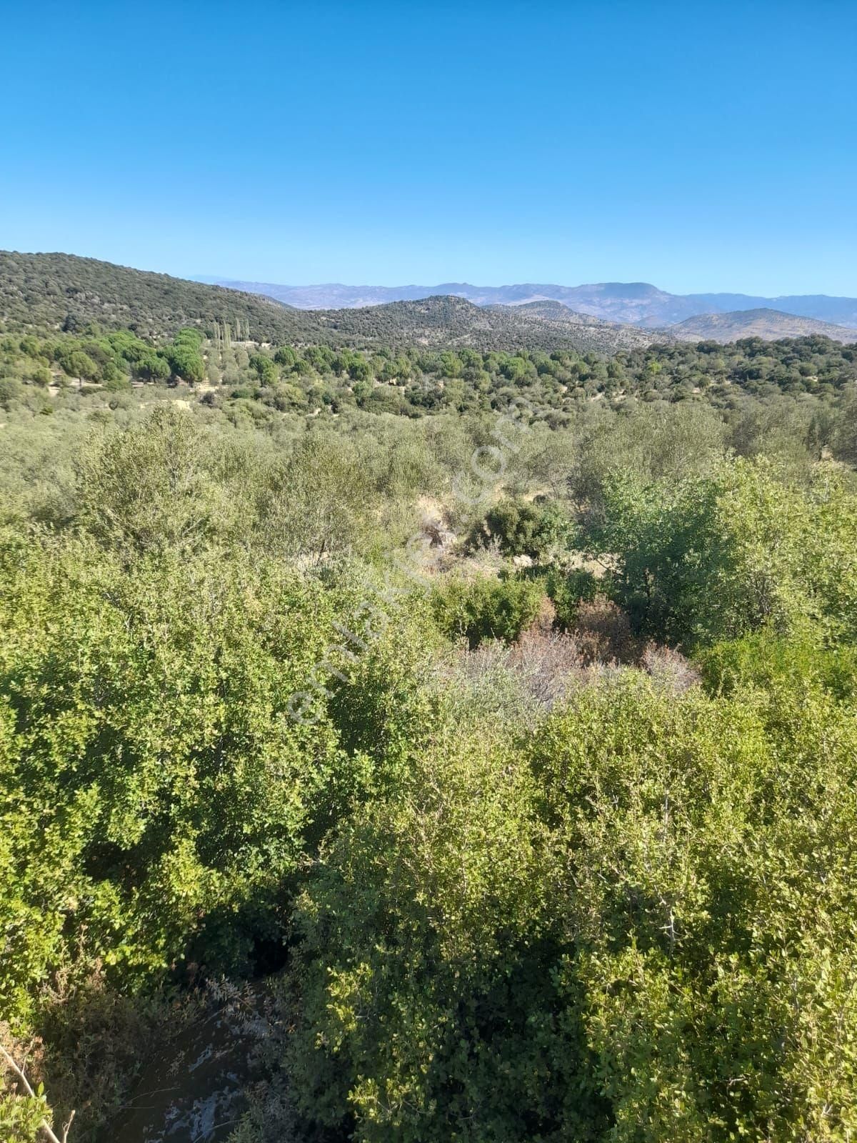 Saadet Korkmaz Emlak'tan Katıralı Köyünde Satılık 36 Dönüm Zeytinlik