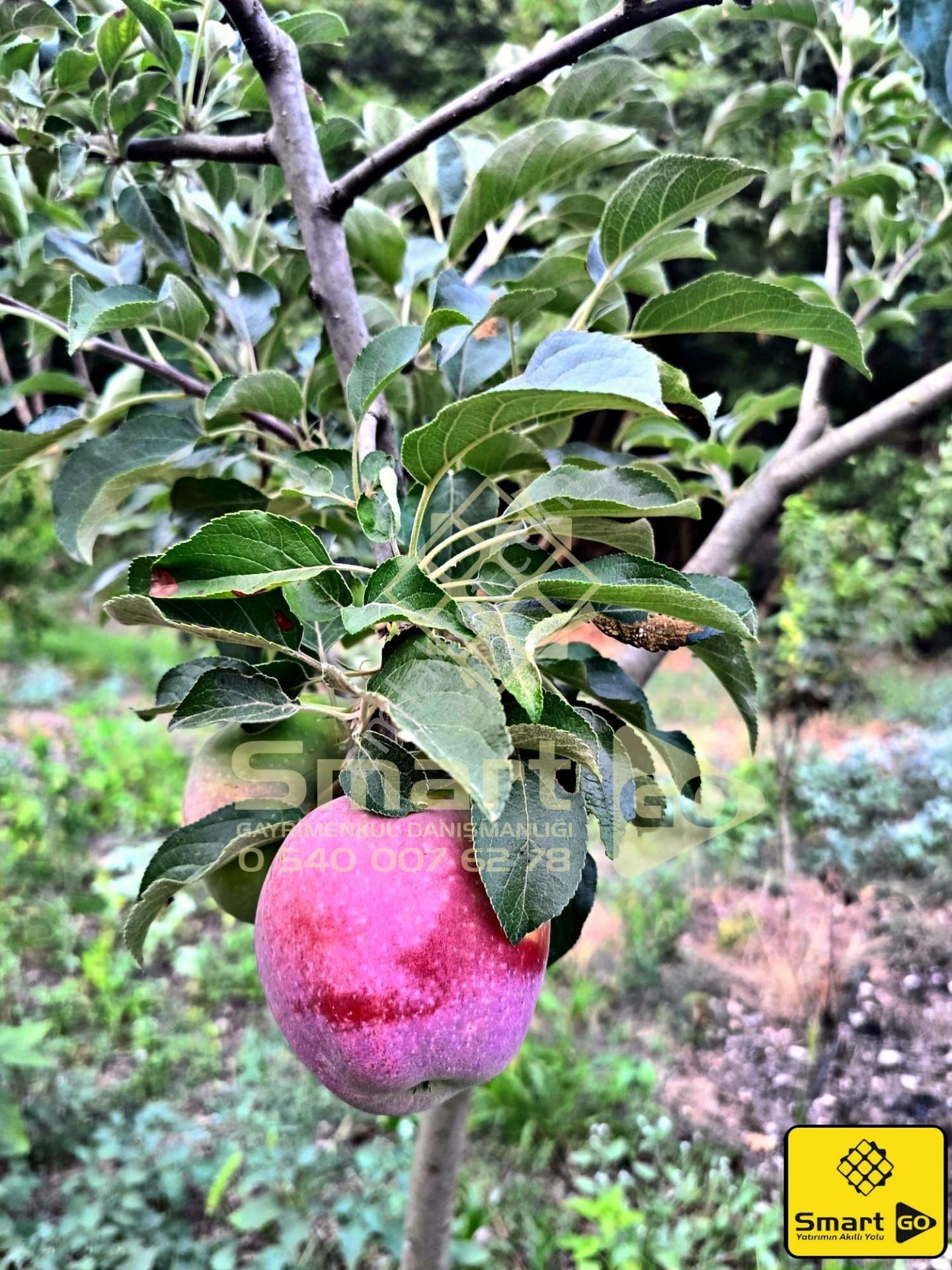 Gönen Ekşidere'de Doğa İle İçiçe Satılık Bağ Evi - Görsel 15
