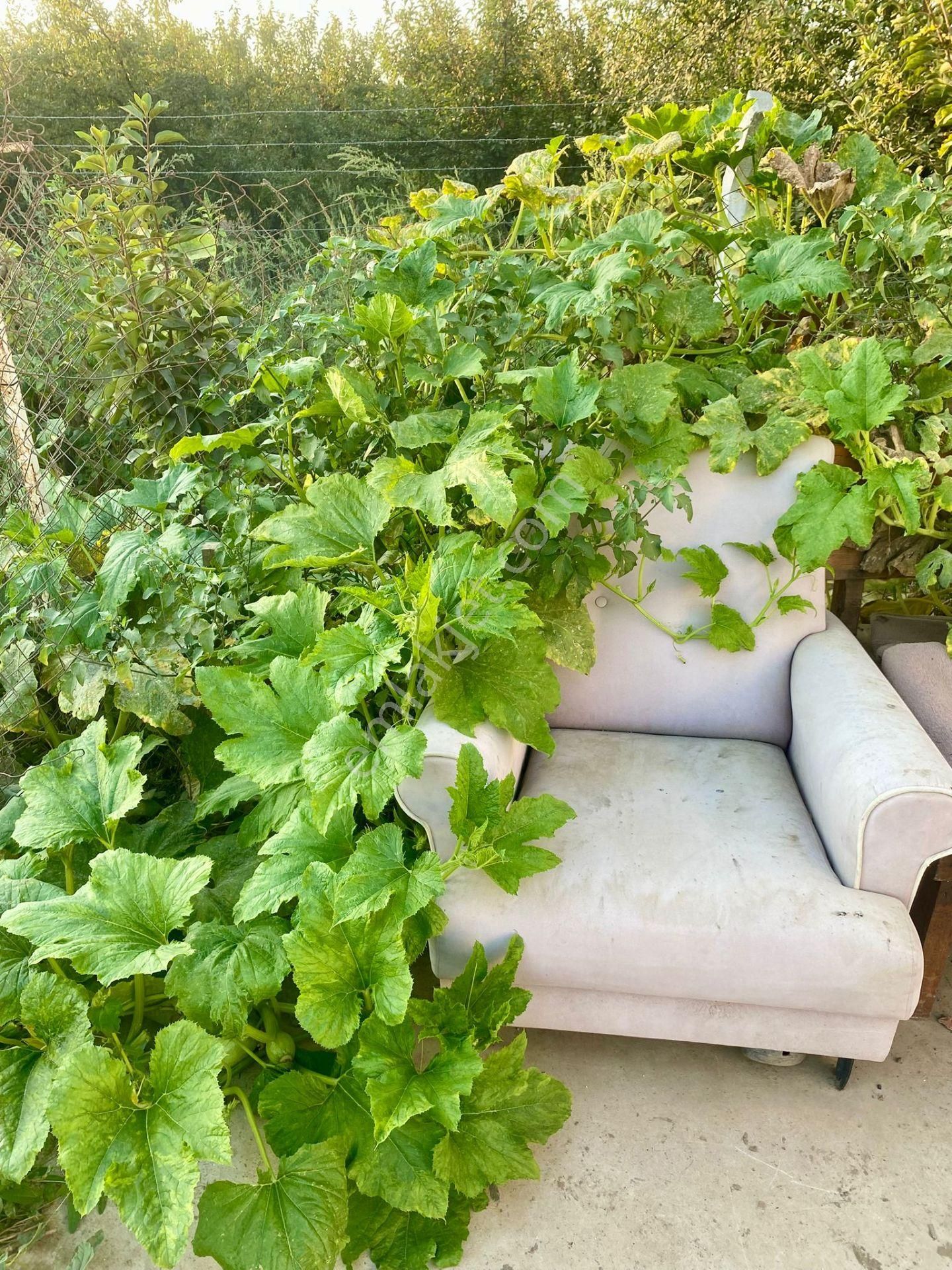 Kuşadası Kirazlı Köyü'nde Bahçeli Müstakil Satılık Ev - Görsel 3