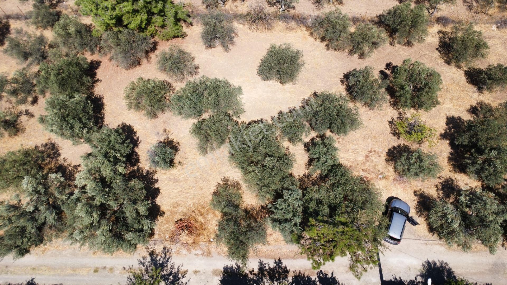 Egenin İncisi Geyikli'de 490 M2 Satılık İmarlı Arsa Han Emlaktan - Görsel 13