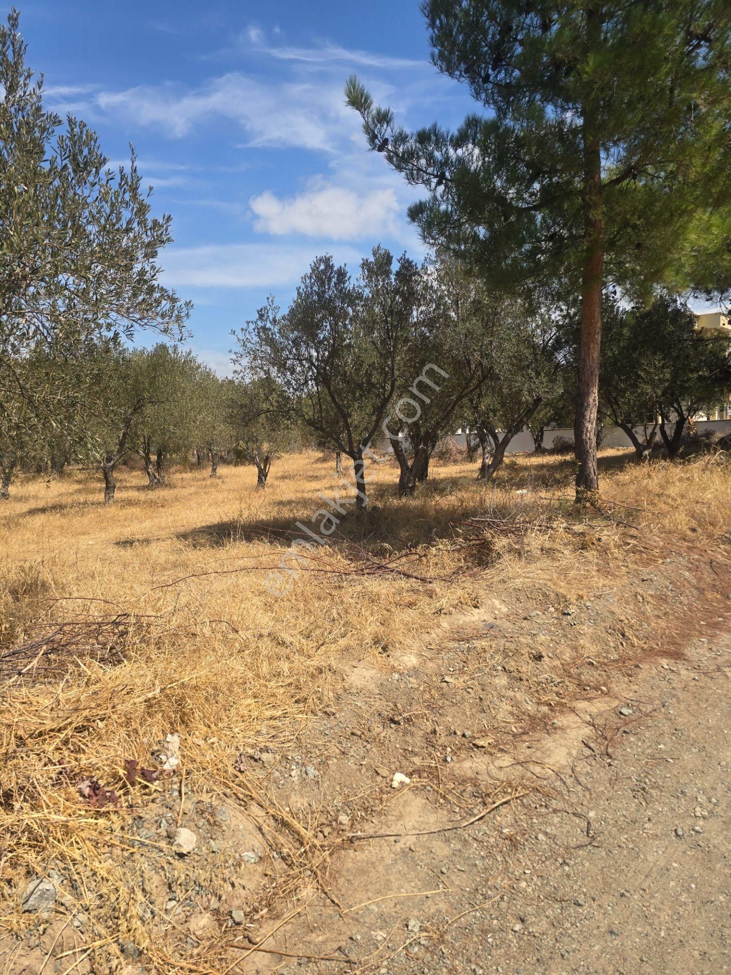 Egenin İncisi Geyikli'de 490 M2 Satılık İmarlı Arsa Han Emlaktan - Görsel 19