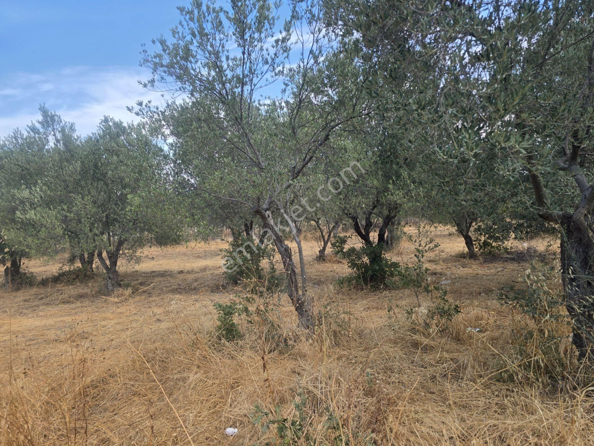 Egenin İncisi Geyikli'de 490 M2 Satılık İmarlı Arsa Han Emlaktan - Görsel 16