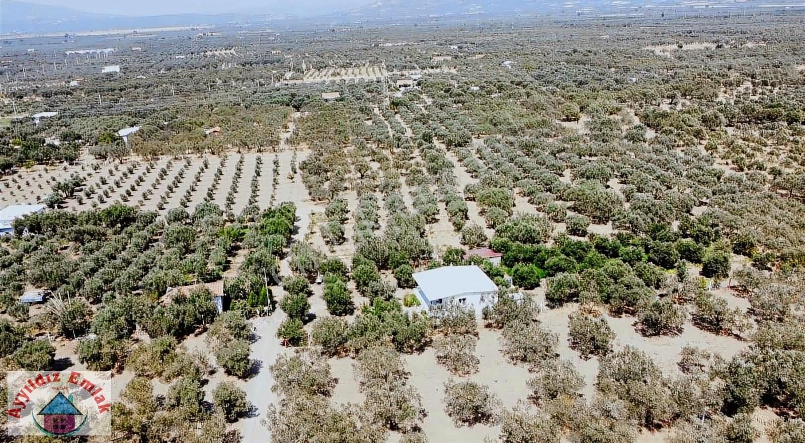 Efendi Mah Bilal Habeşi Camine 400 Metre Elektrik Su Yol Var - Görsel 3