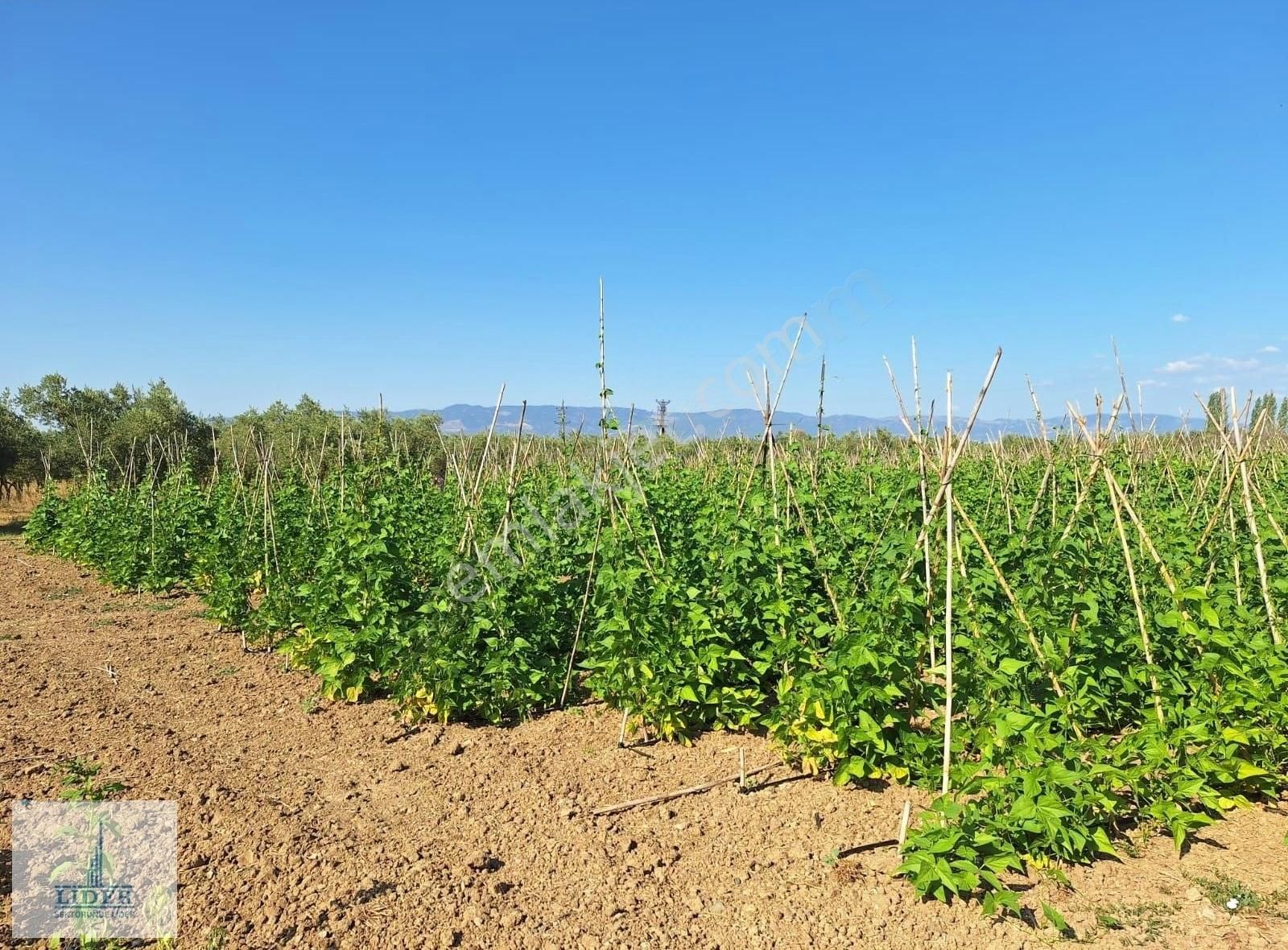 Bursa Orhangazi Yenigürle'de 5265m2 Resmi Yol Cephe Kupon Arazi - Görsel 18