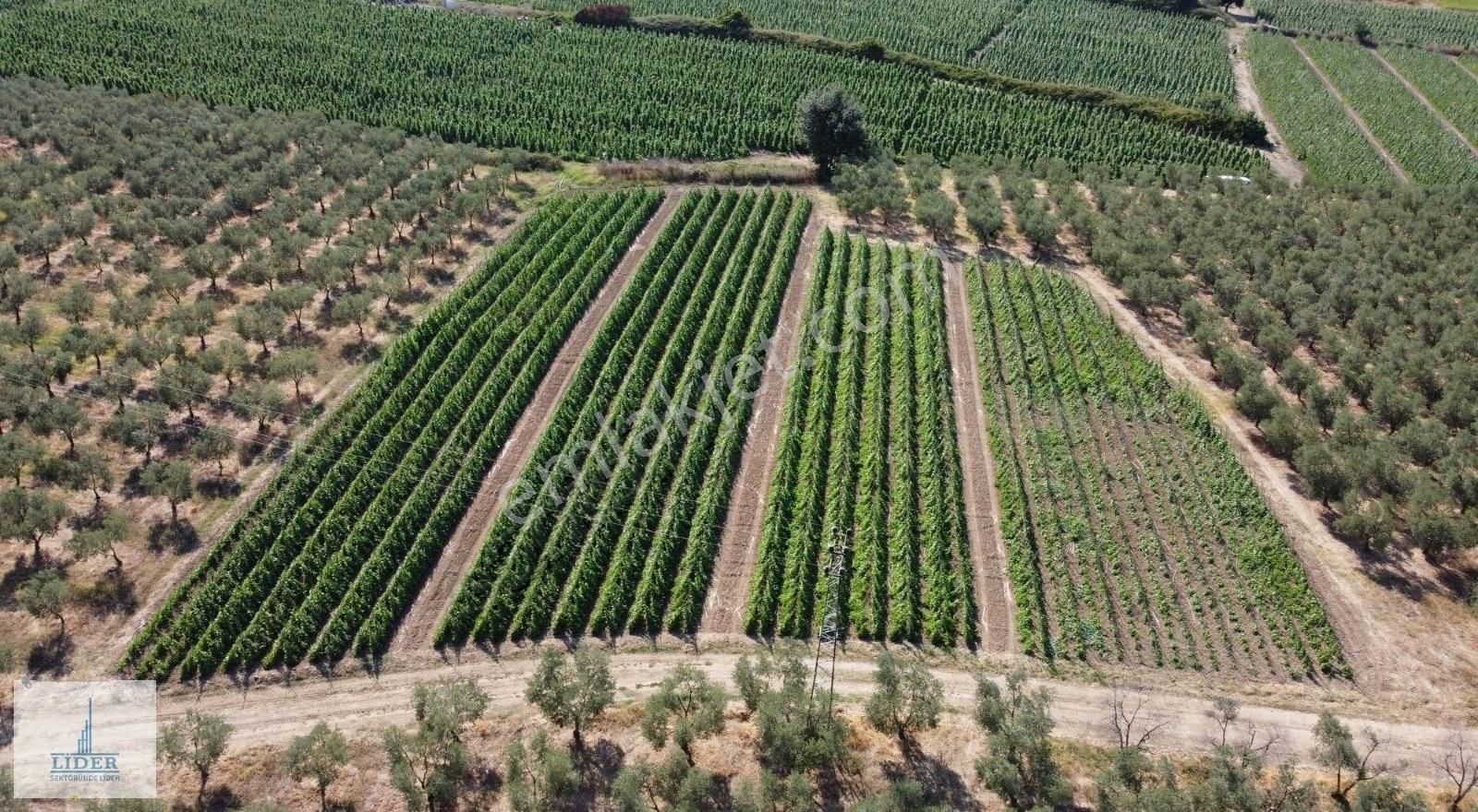 Bursa Orhangazi Yenigürle'de 5265m2 Resmi Yol Cephe Kupon Arazi - Görsel 8