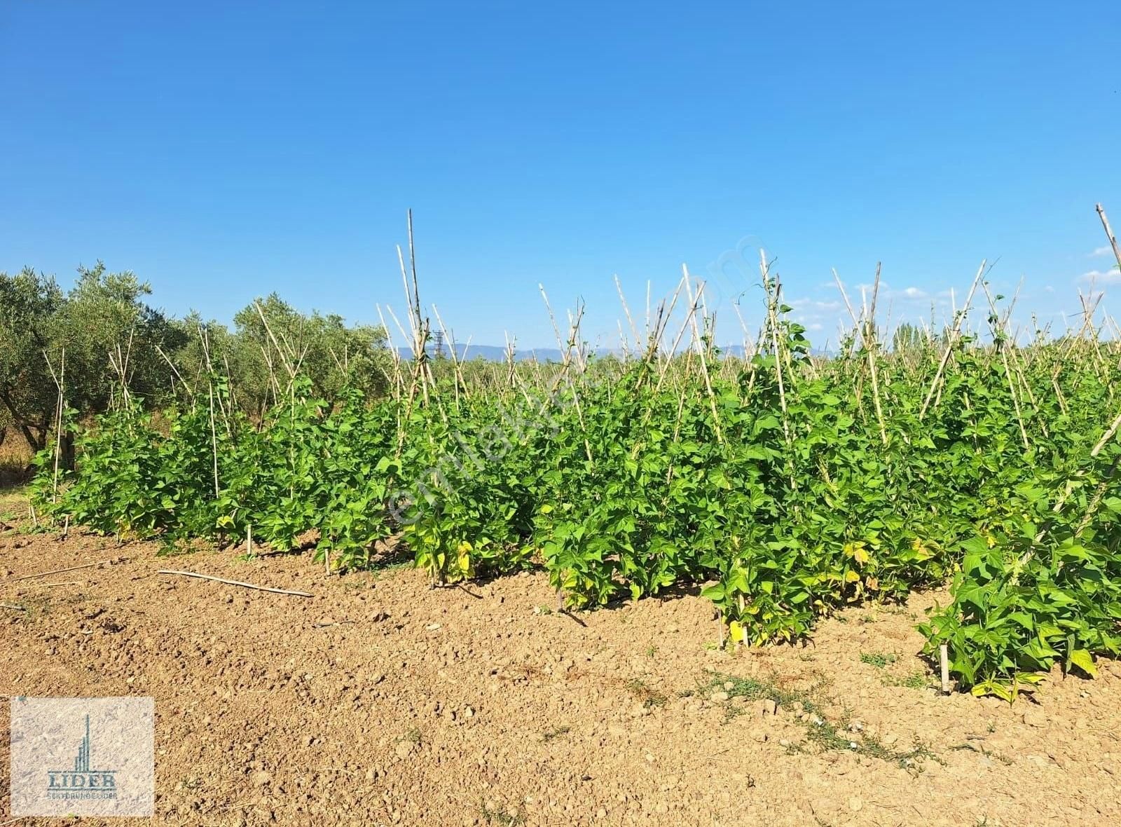 Bursa Orhangazi Yenigürle'de 5265m2 Resmi Yol Cephe Kupon Arazi - Görsel 16