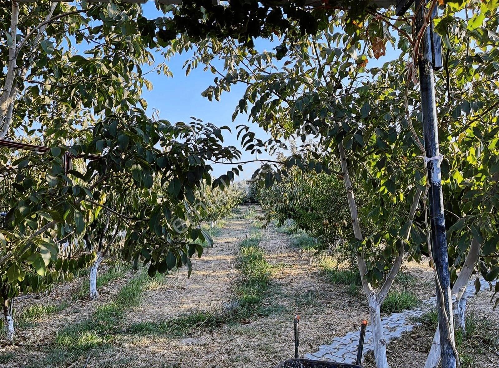 Manisa Şehzadeler S.bozköy De Köy Evli Bahçeli Satılık Arsa - Görsel 3