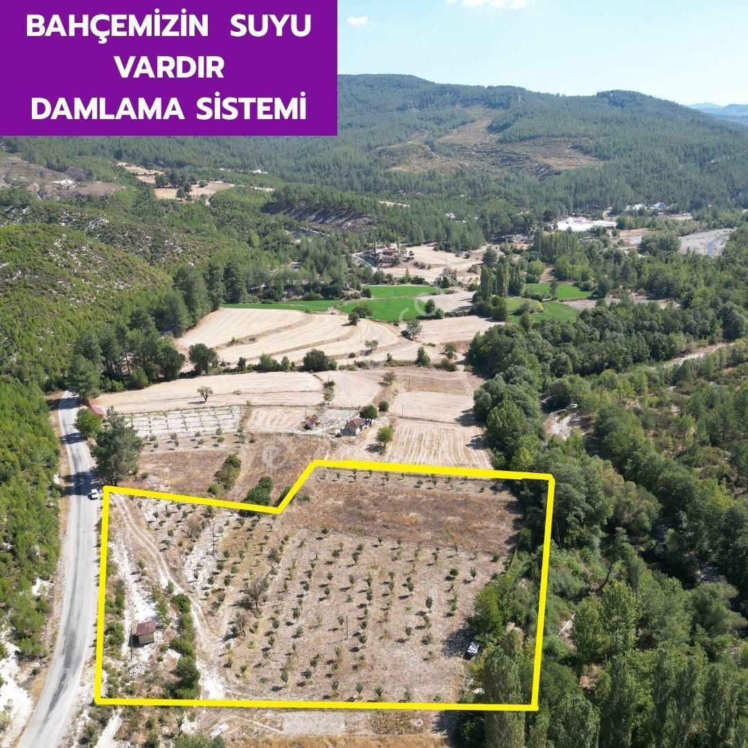 🦋 Acıpayam Suçatı'da 10.700 M² Cennet Elması Bahçemiz Satılıktır.🦋 - Görsel 2