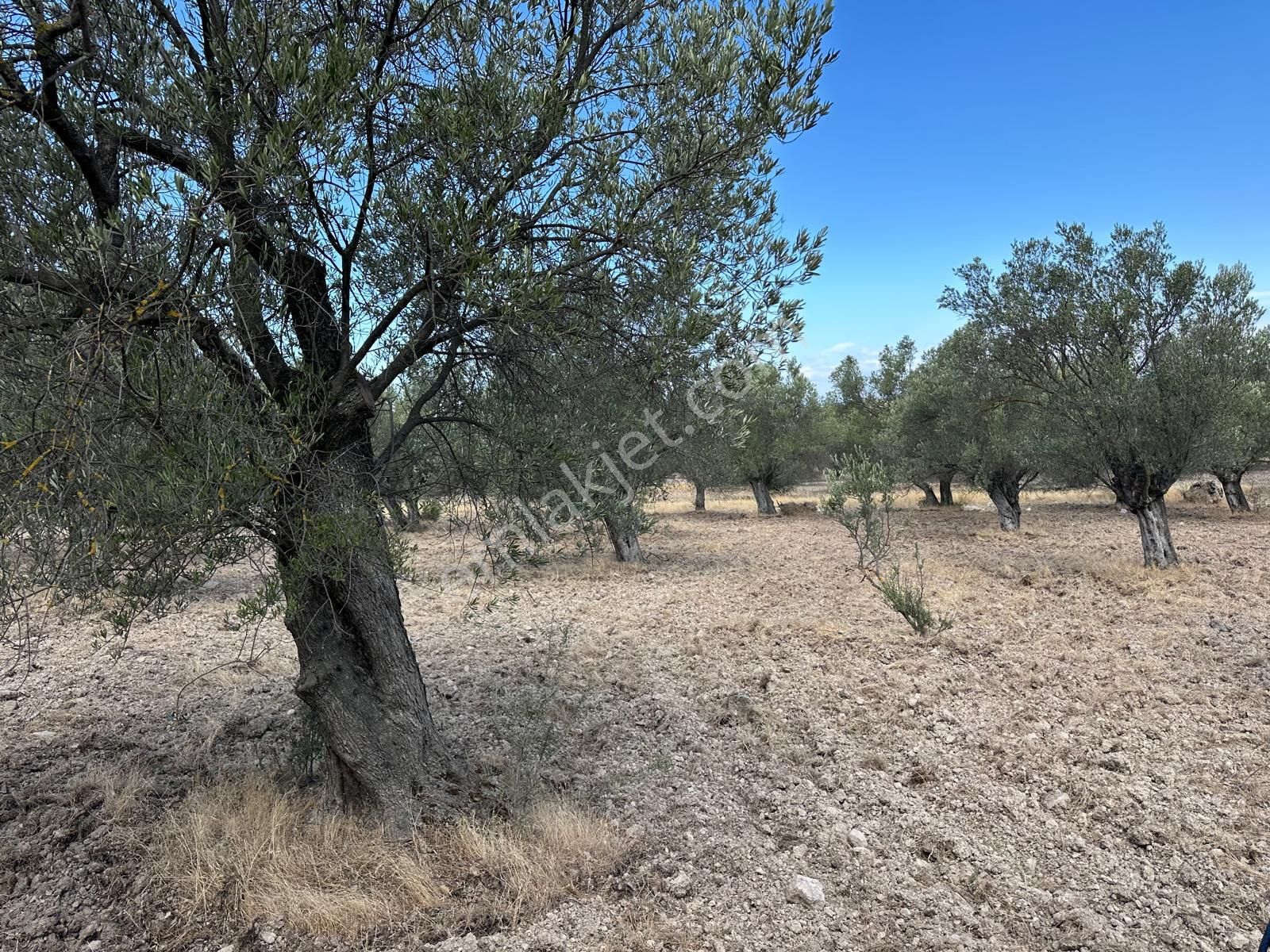 Premar Ayvada'dan Ayvalık Fethiye'de 6 Dönüm Bakımlı Zeytinlik - Görsel 3