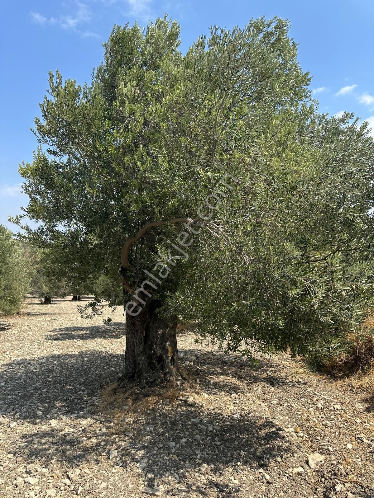Premar Ayvada'dan Ayvalık Fethiye'de 6 Dönüm Bakımlı Zeytinlik