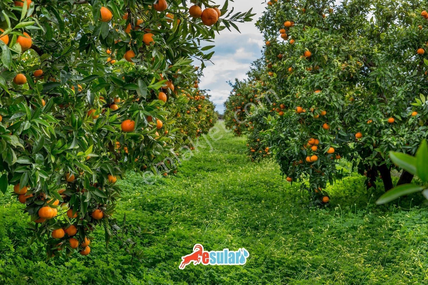 Seferihisar Ürkmezde Anayola Yakın Mandalina Bahçesi