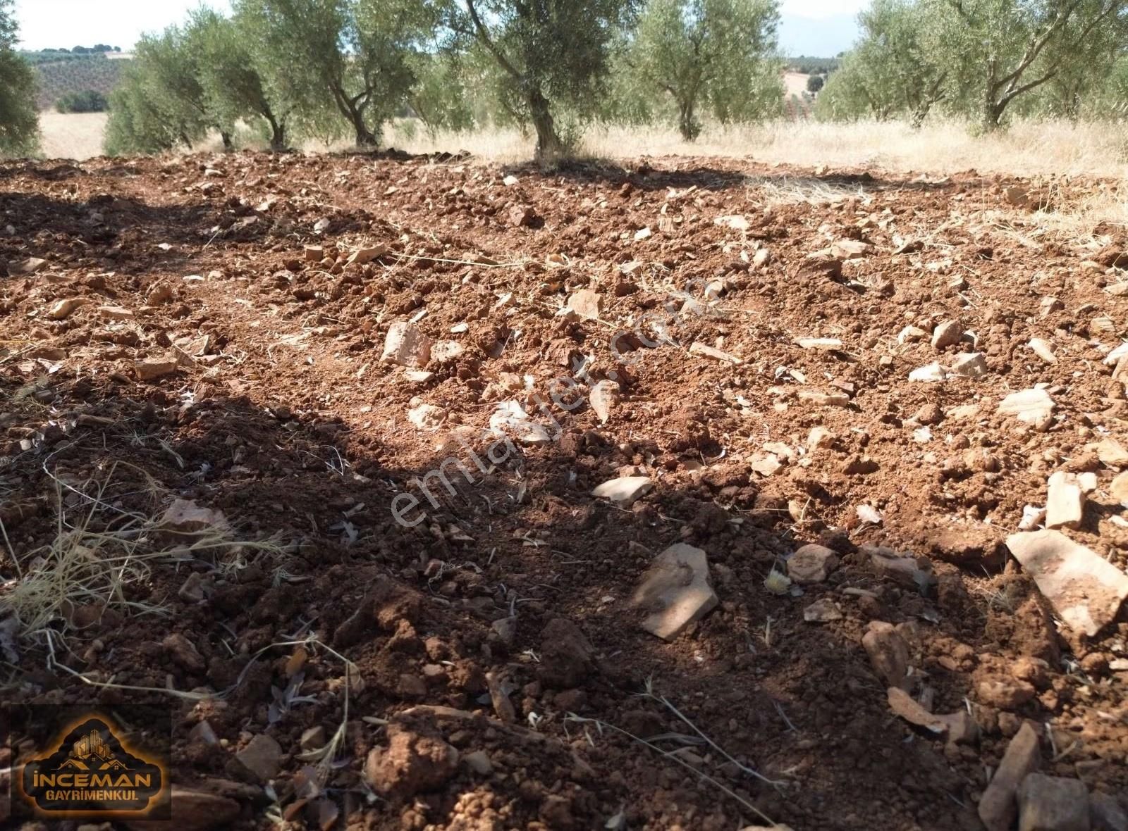 11500m2 Ankara Asfaltına Yakın Yetişkin Zeytinlik - Görsel 3